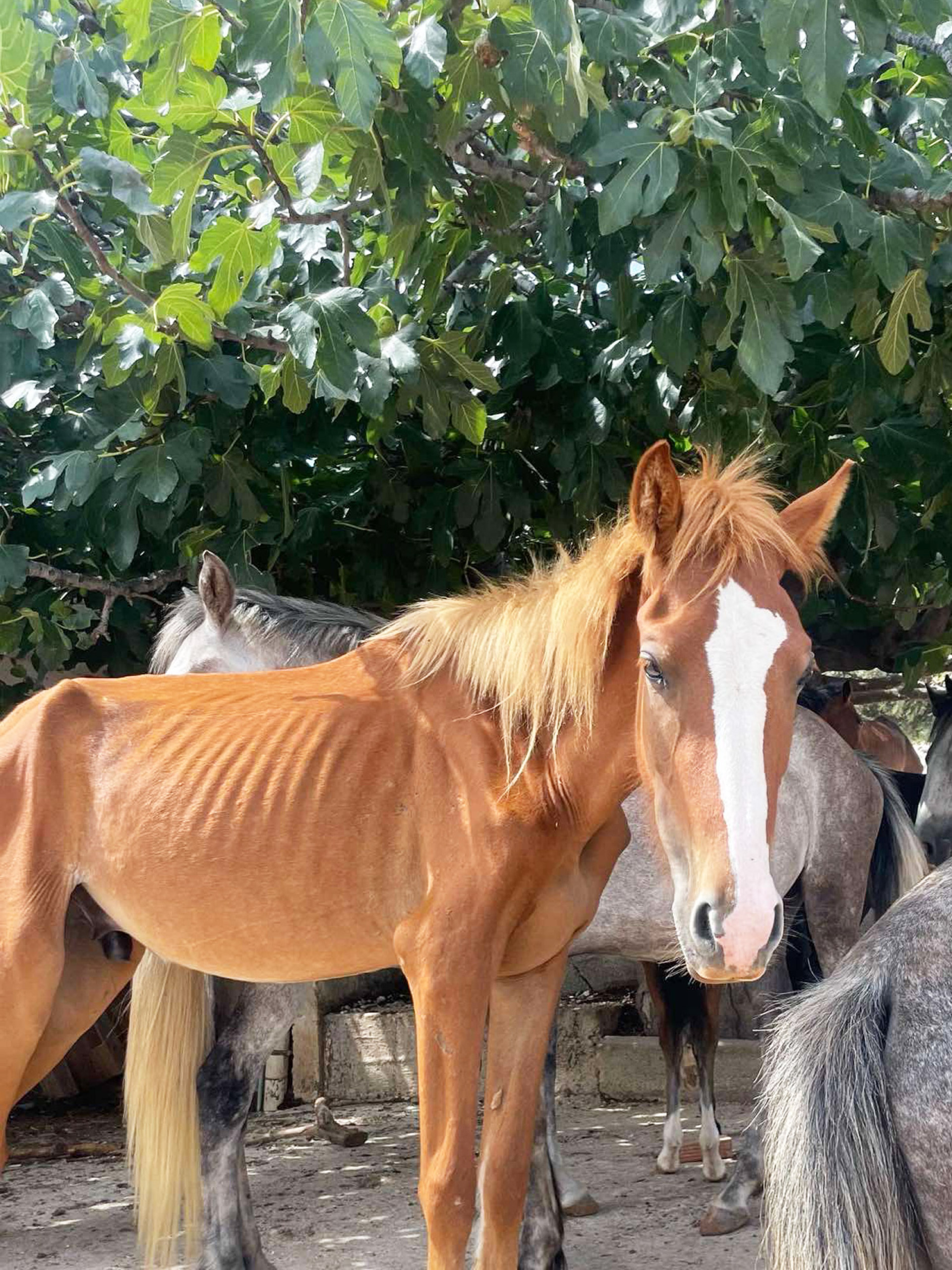 H ιστορία των 100 αδέσποτων αλόγων του Υμηττού