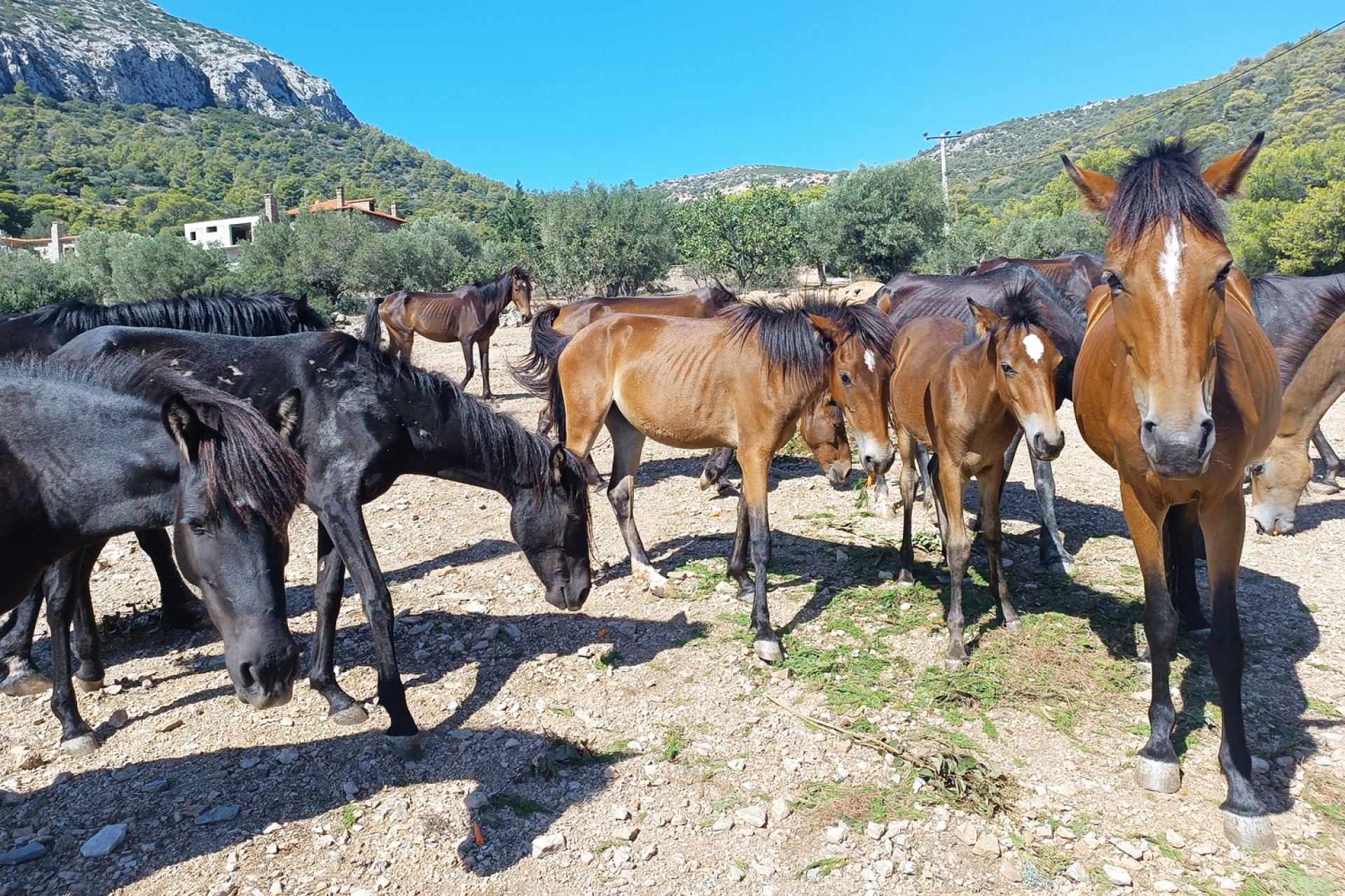 H ιστορία των 100 αδέσποτων αλόγων του Υμηττού