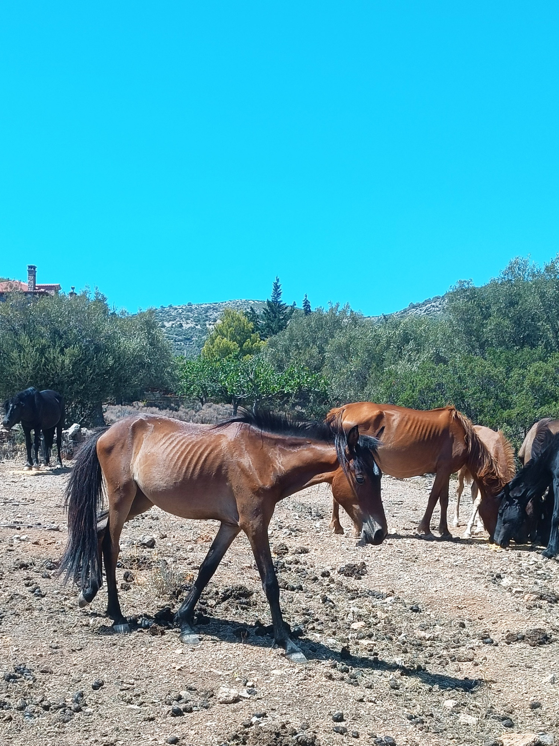H ιστορία των 100 αδέσποτων αλόγων του Υμηττού