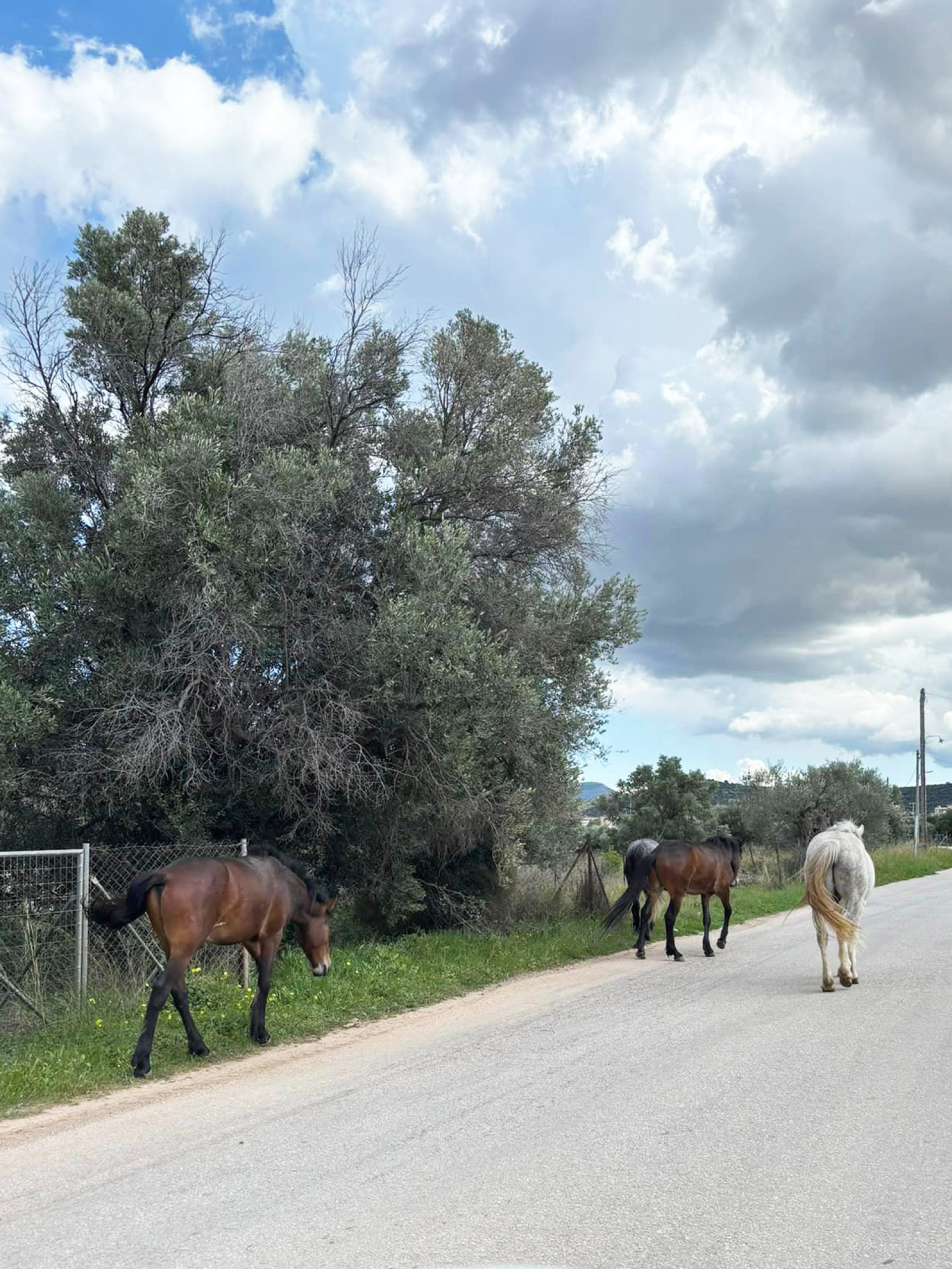 H ιστορία των 100 αδέσποτων αλόγων του Υμηττού