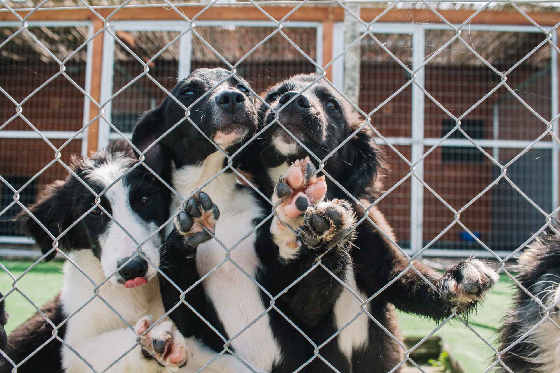 Το καταφύγιο ζώων στον Ωρωπό