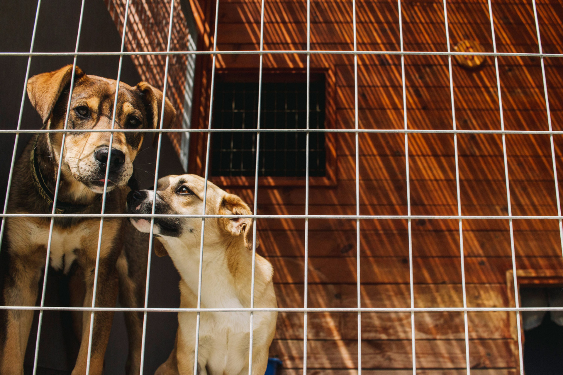 Το καταφύγιο ζώων στον Ωρωπό