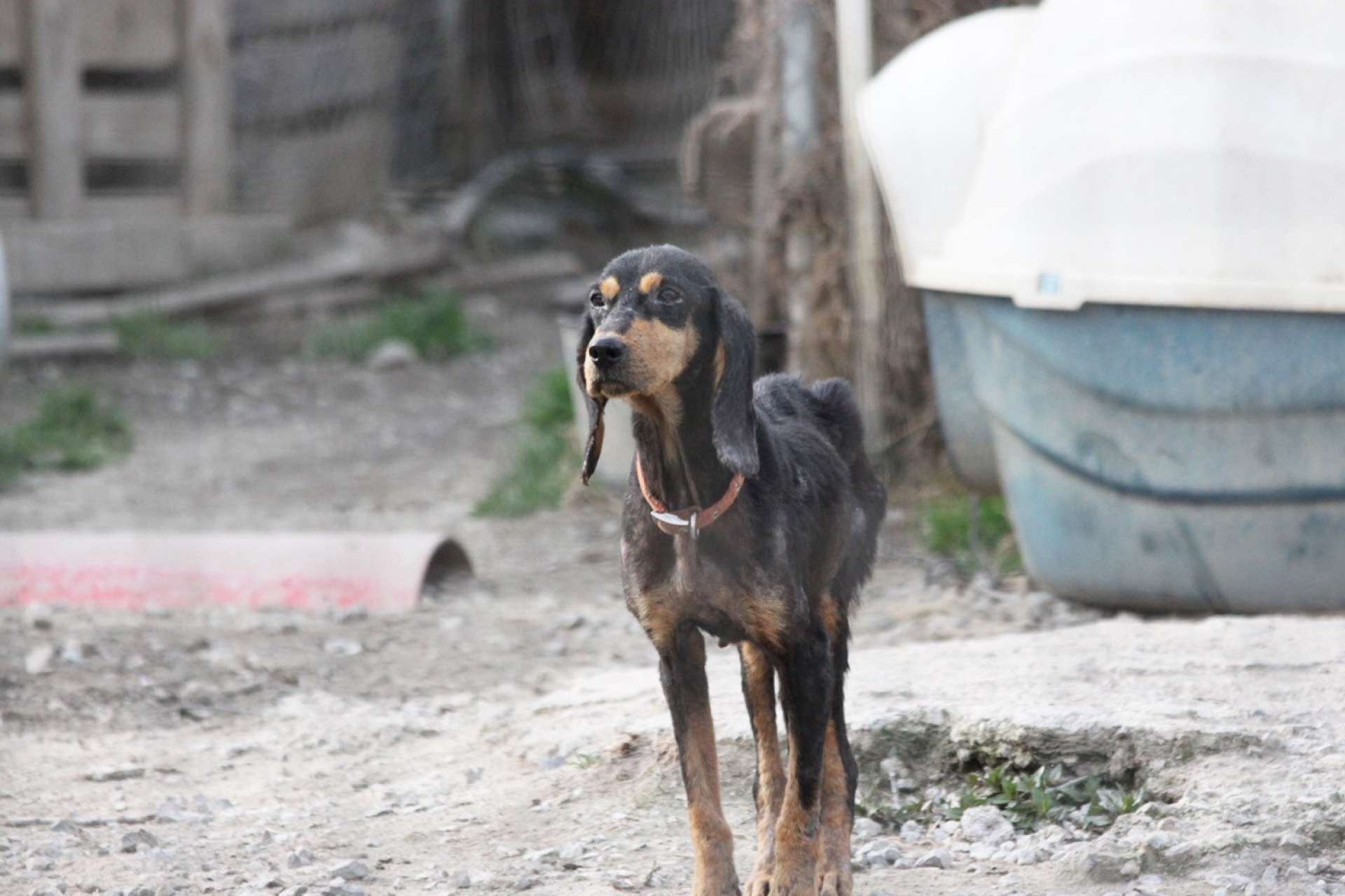 2022, Κυνοκομείο Σπάρτης