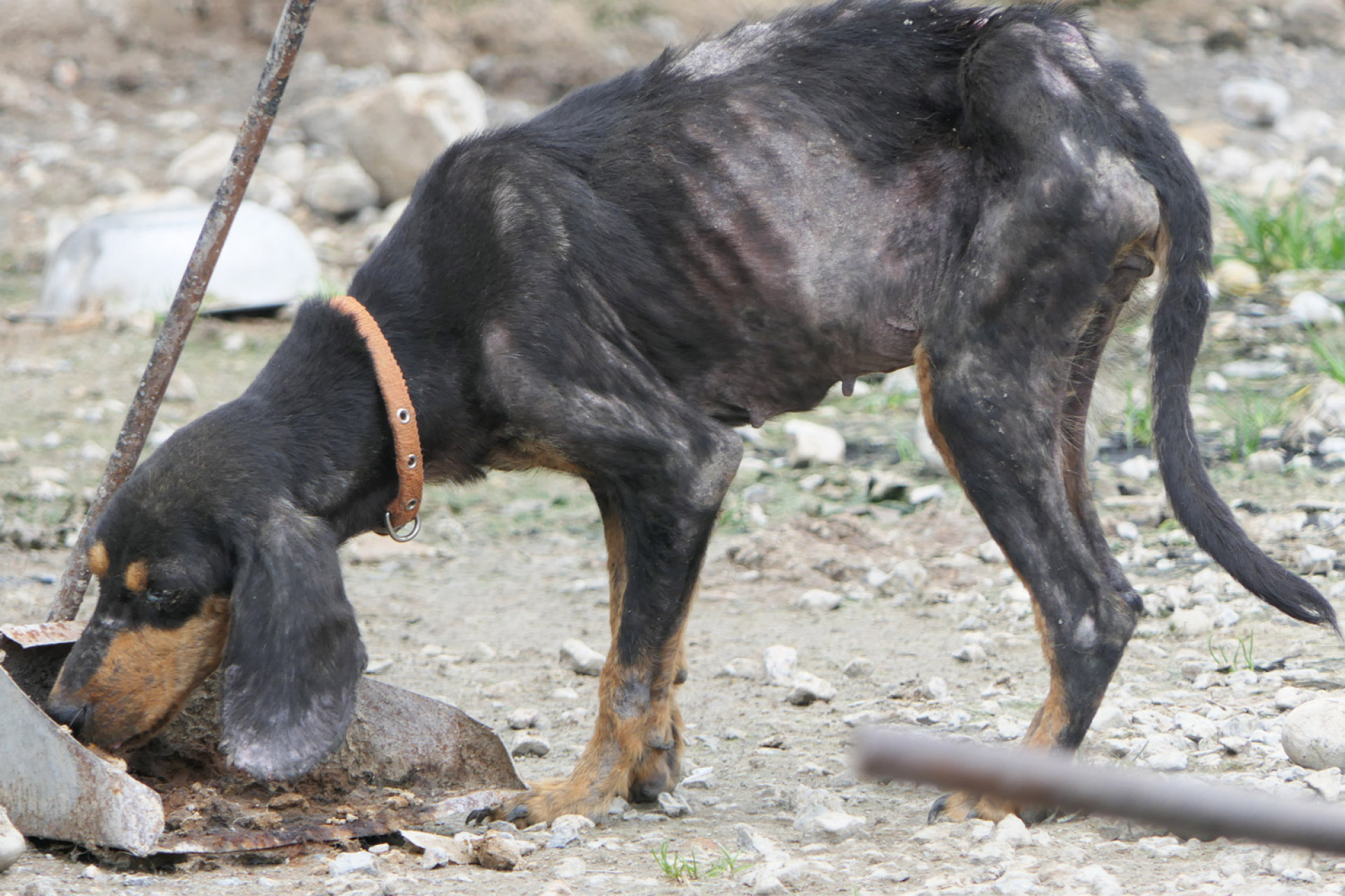 2022, Κυνοκομείο Σπάρτης