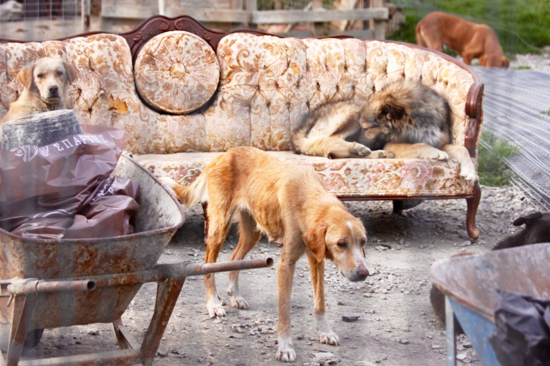 2022, Κυνοκομείο Σπάρτης. Στην Ελλάδα το ίδιο το κράτος κακοποιεί τα ζώα.