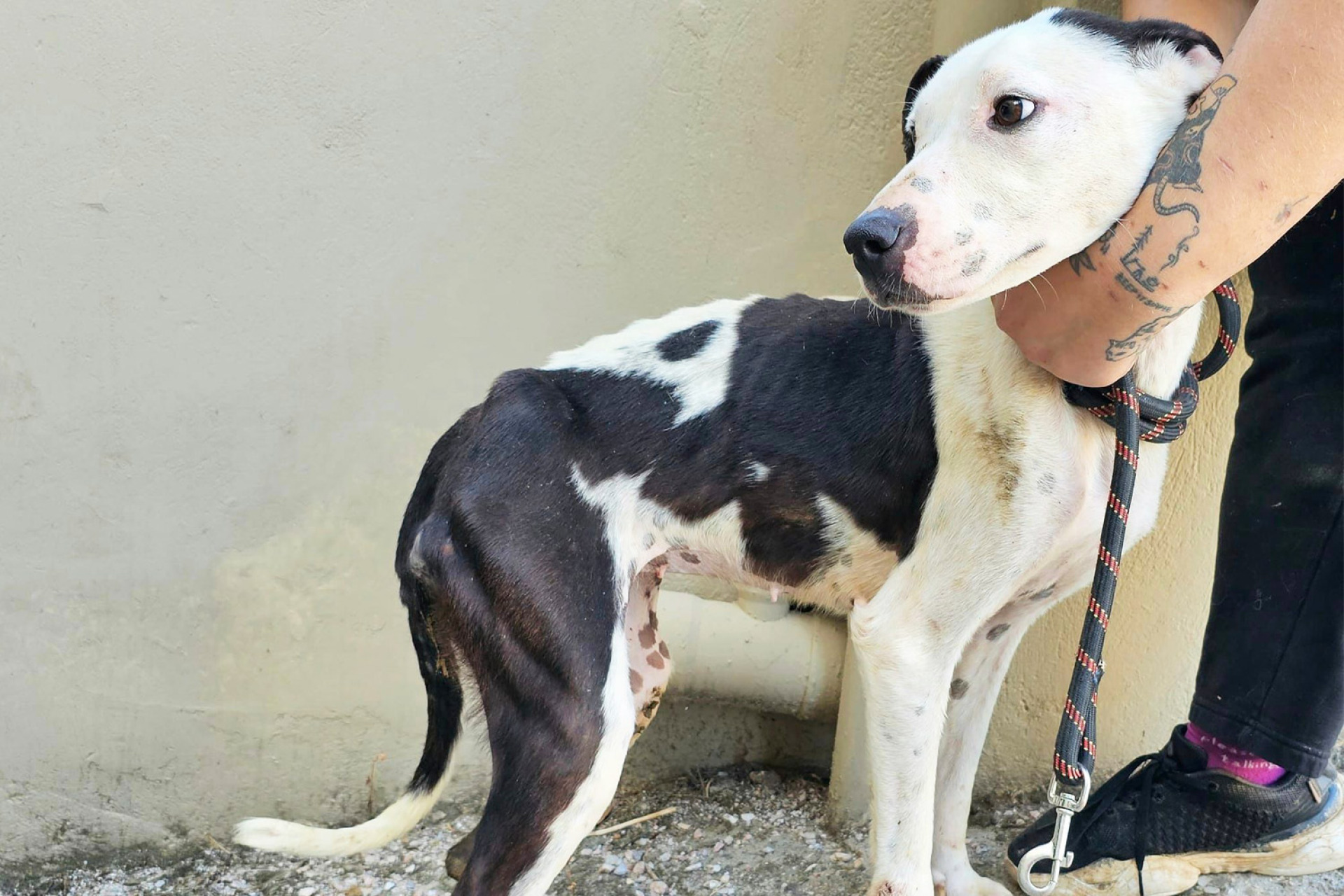 2022, Κυνοκομείο Σπάρτης