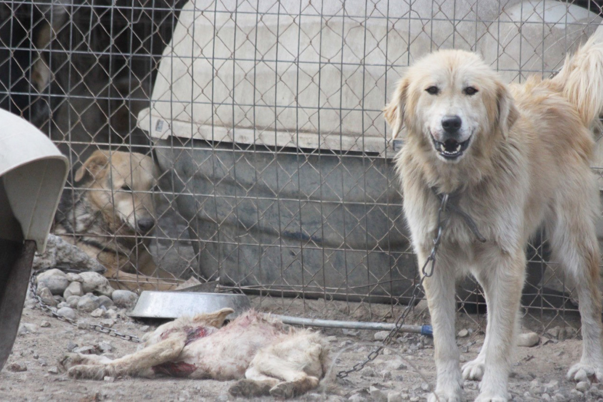 2022, Κυνοκομείο Σπάρτης