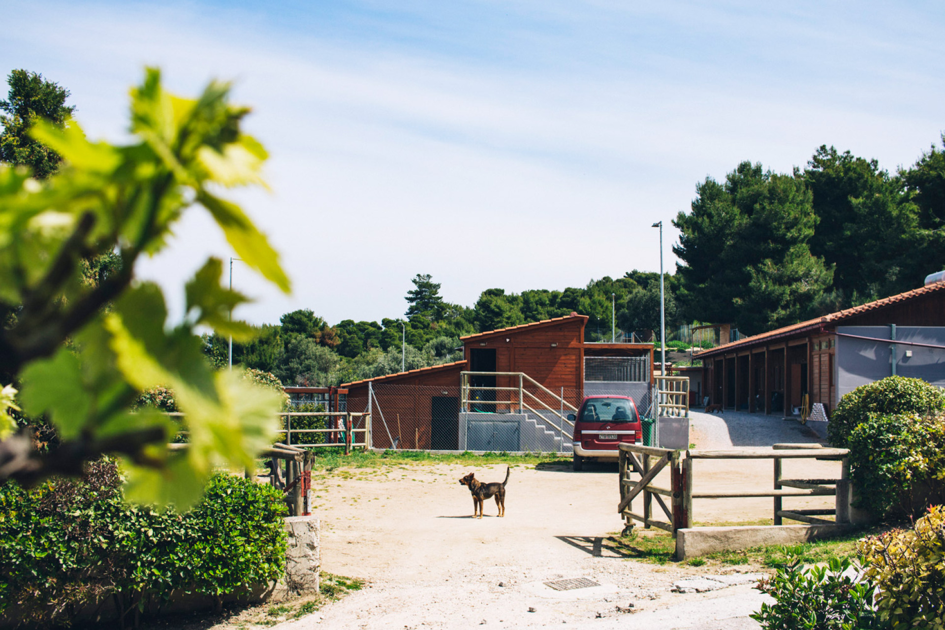 Το καταφύγιο ζώων στον Ωρωπό