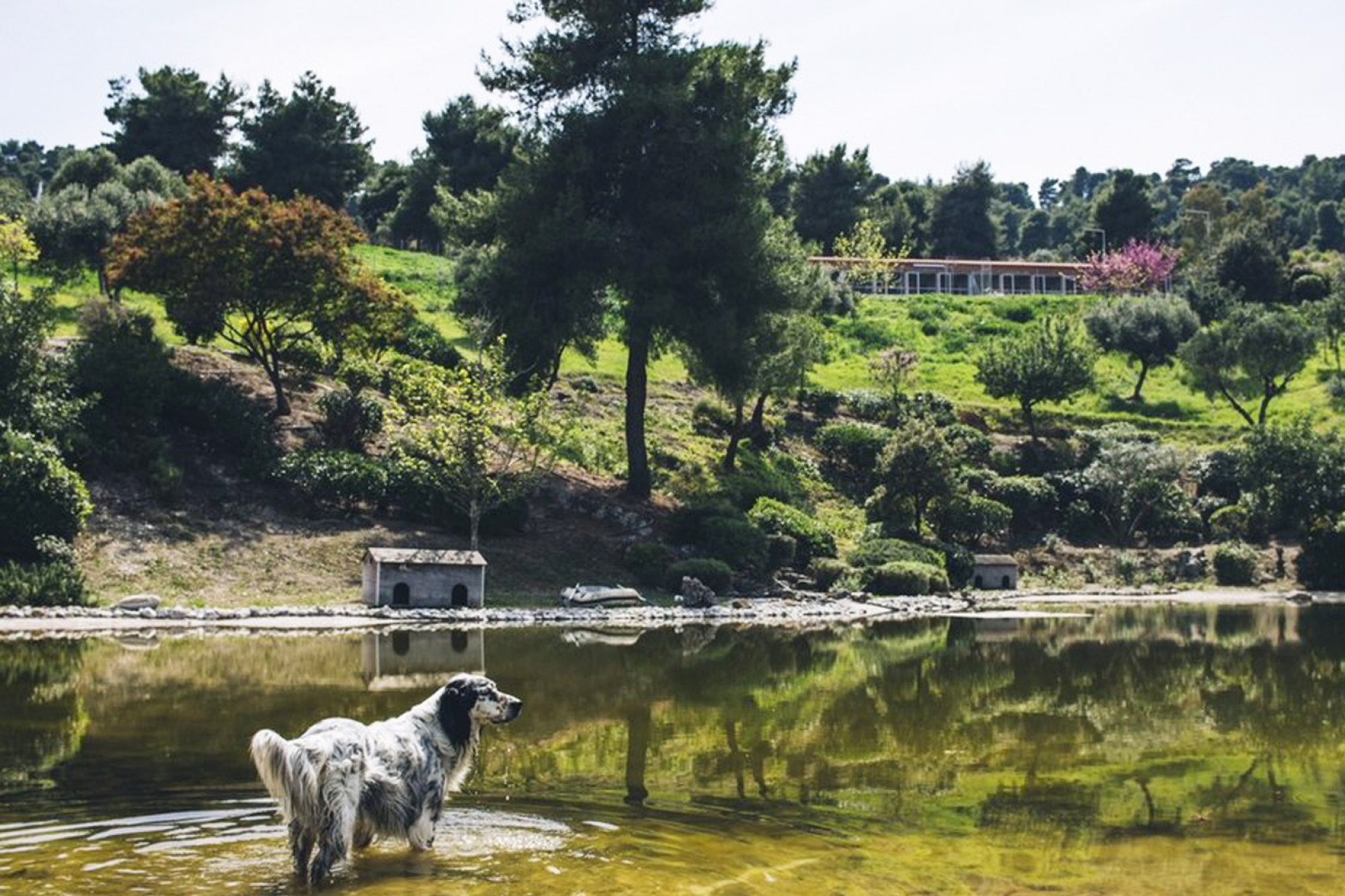 Το καταφύγιο ζώων στον Ωρωπό
