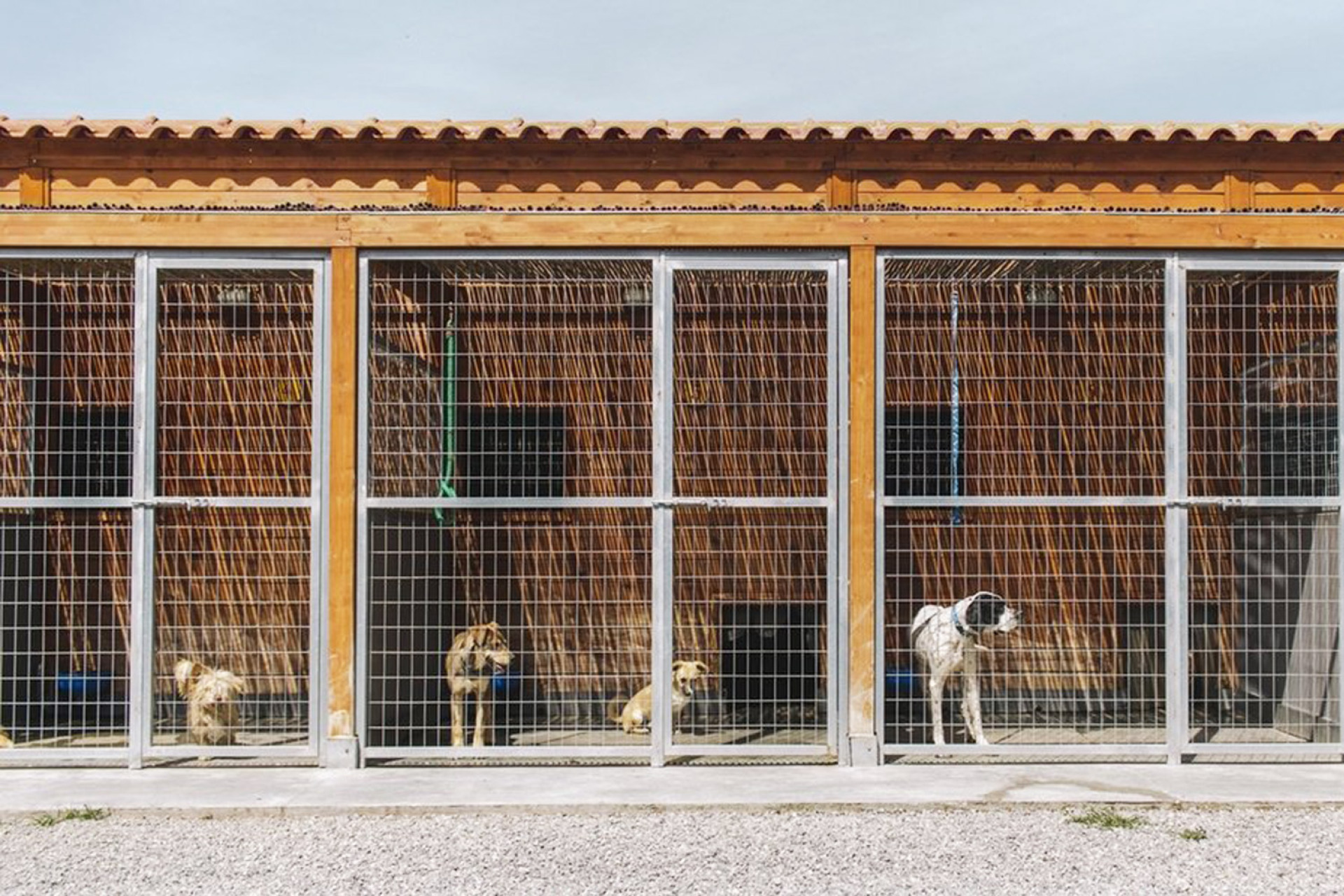 Το καταφύγιο ζώων στον Ωρωπό