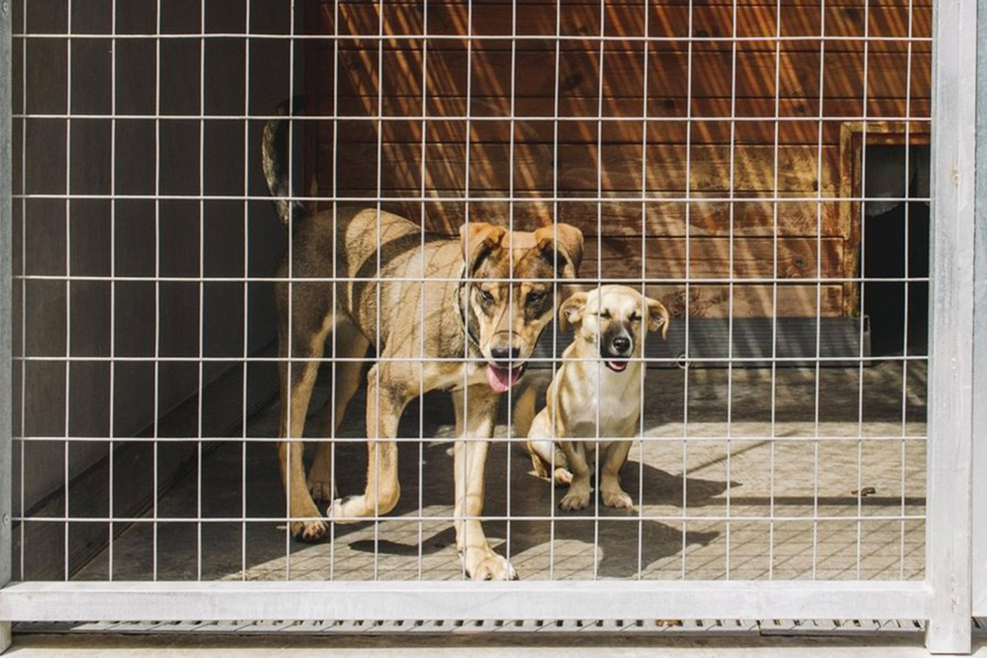 Το καταφύγιο ζώων στον Ωρωπό
