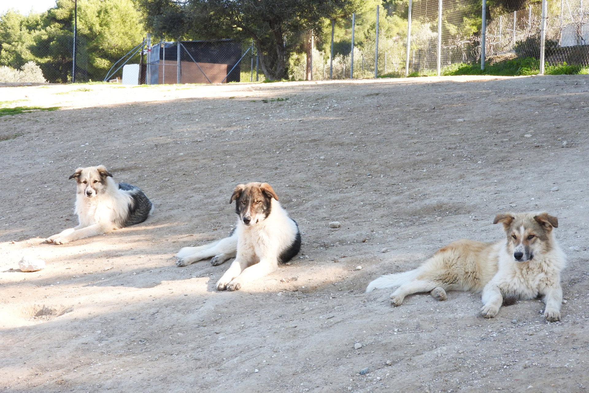 Το καταφύγιο ζώων στον Ωρωπό