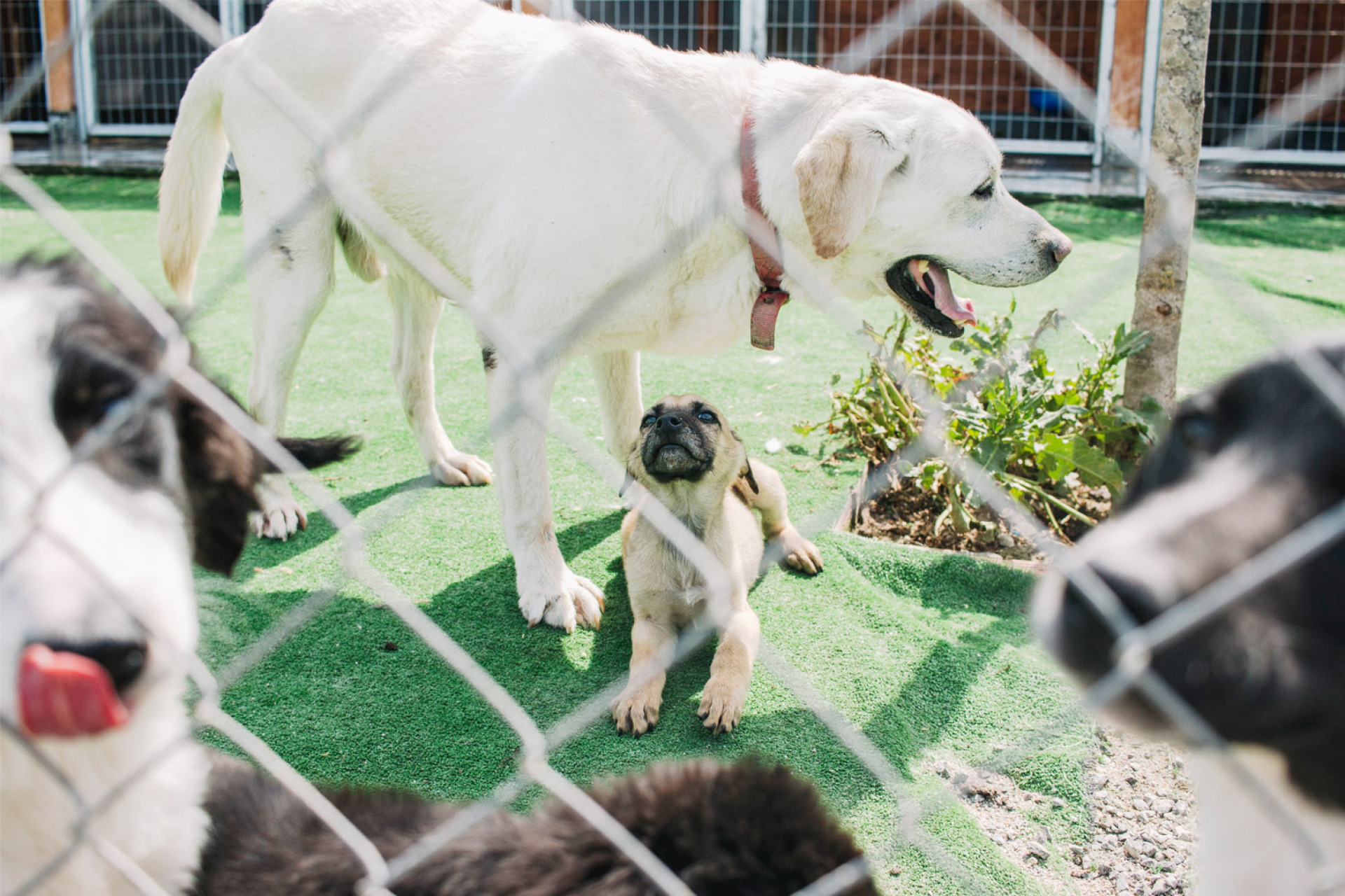 Το καταφύγιο ζώων στον Ωρωπό