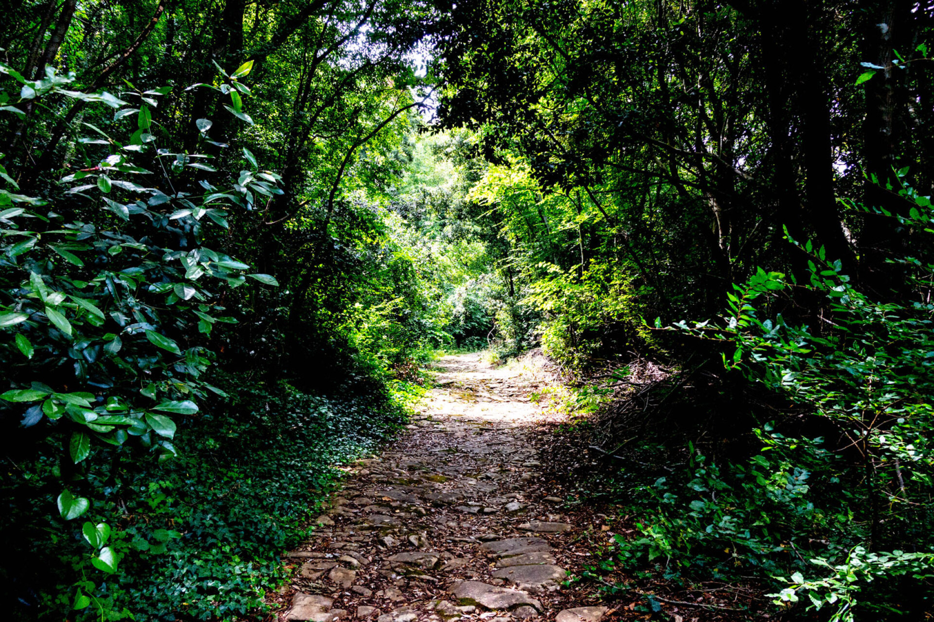 Το μονοπάτι από την Μονή Ζωγράφου προς την Ιερά Μονή Χιλανδαρίου