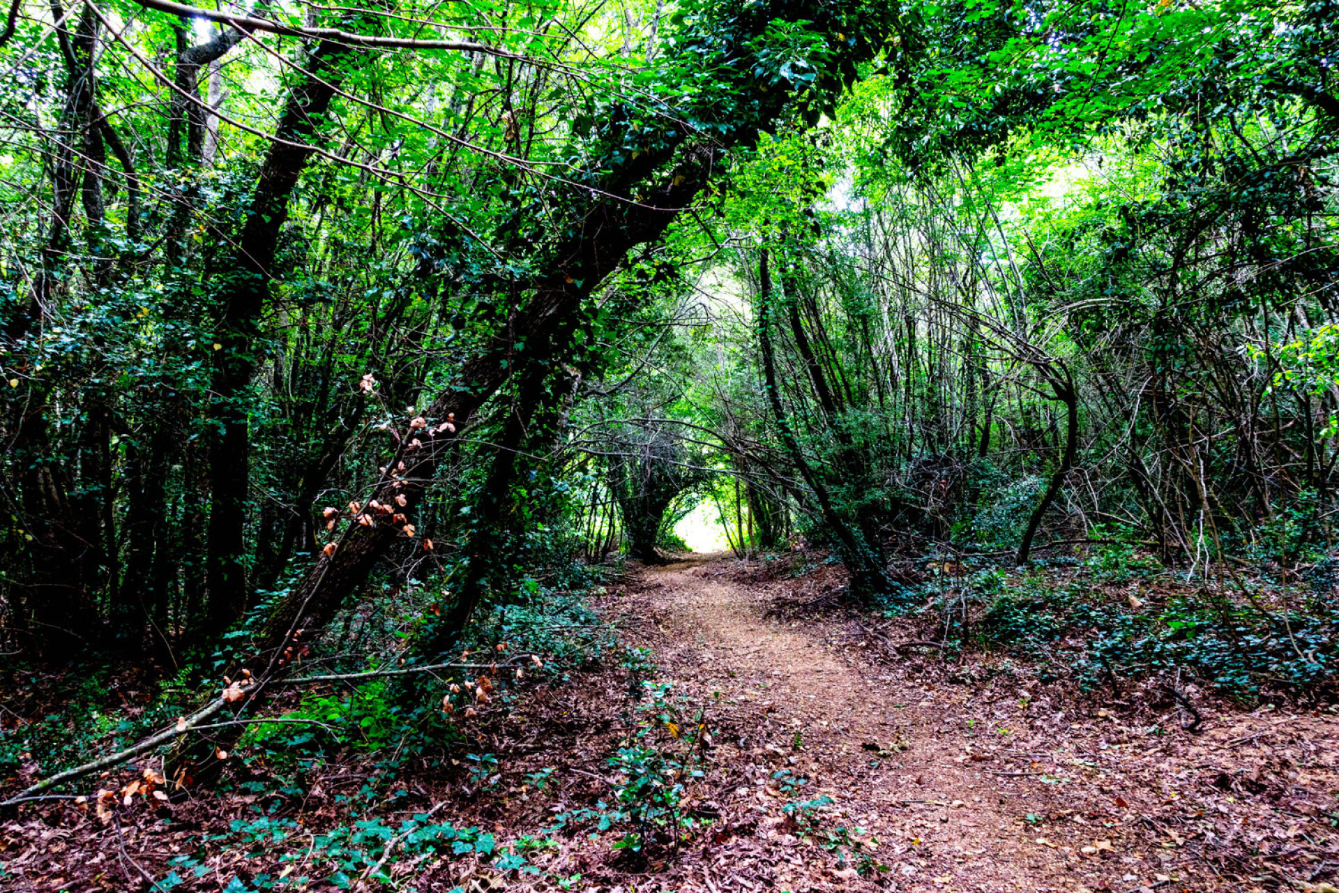 Το μονοπάτι από την Μονή Ζωγράφου προς την Ιερά Μονή Χιλανδαρίου