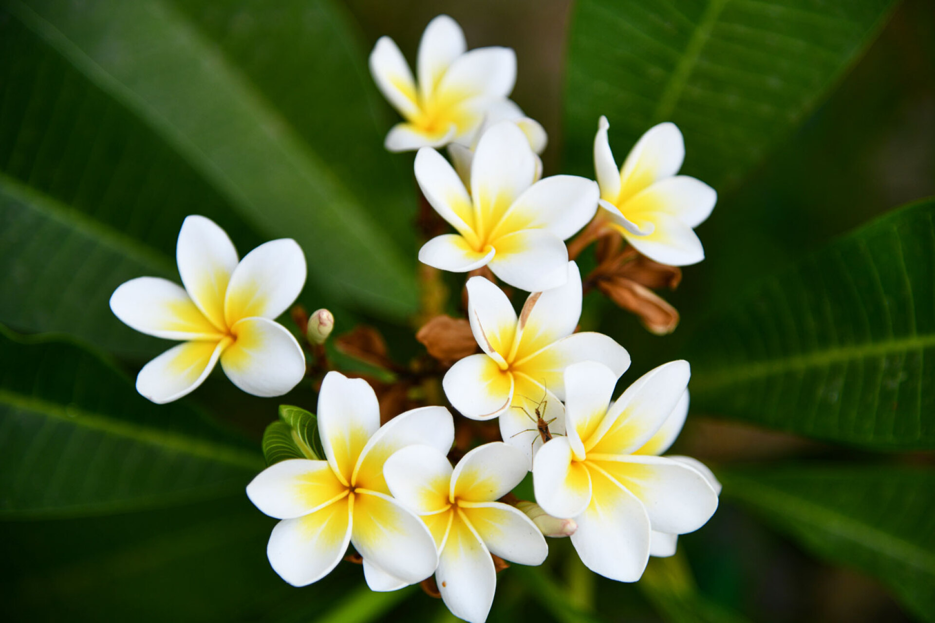 Πλουμέρια ή Πλουμερία