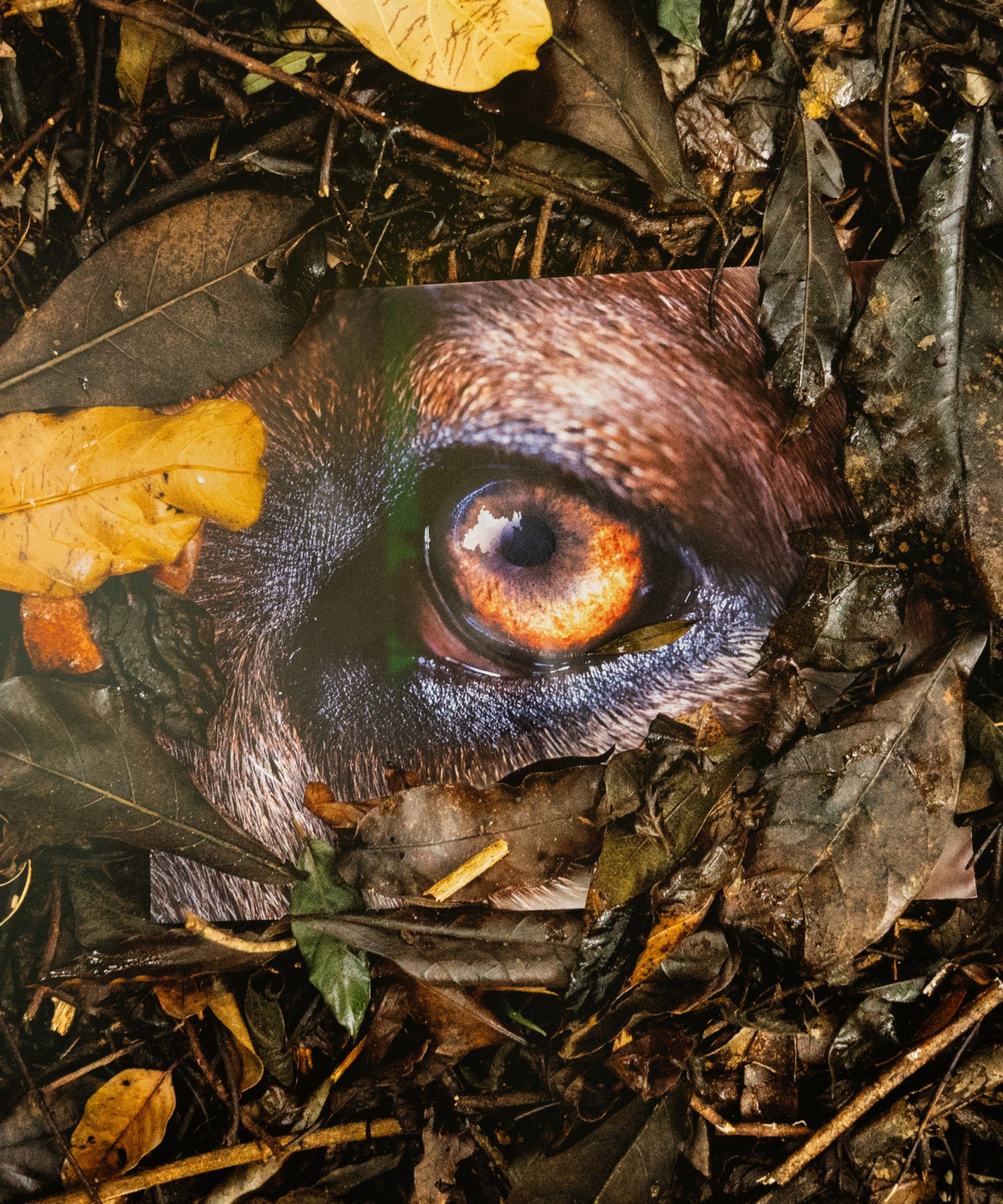 Daniel Steegmann Mangrané, « LaPensée Ferale», 2020 (λεπτομέρεια) από την έκθεση «Why look at animals», ΕΜΣΤ