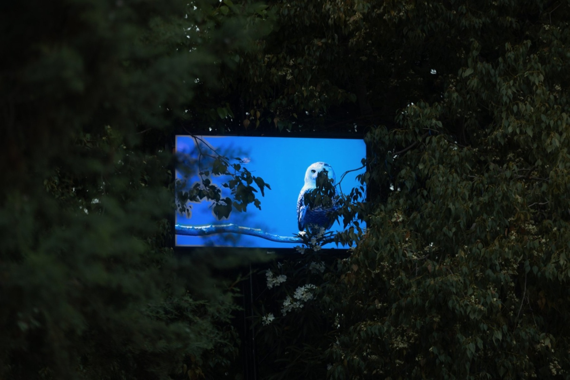 «Kool, Snowy Owl, (Horizontal Blue)» στα Plasmata 3 στο Πεδίο του Άρεως