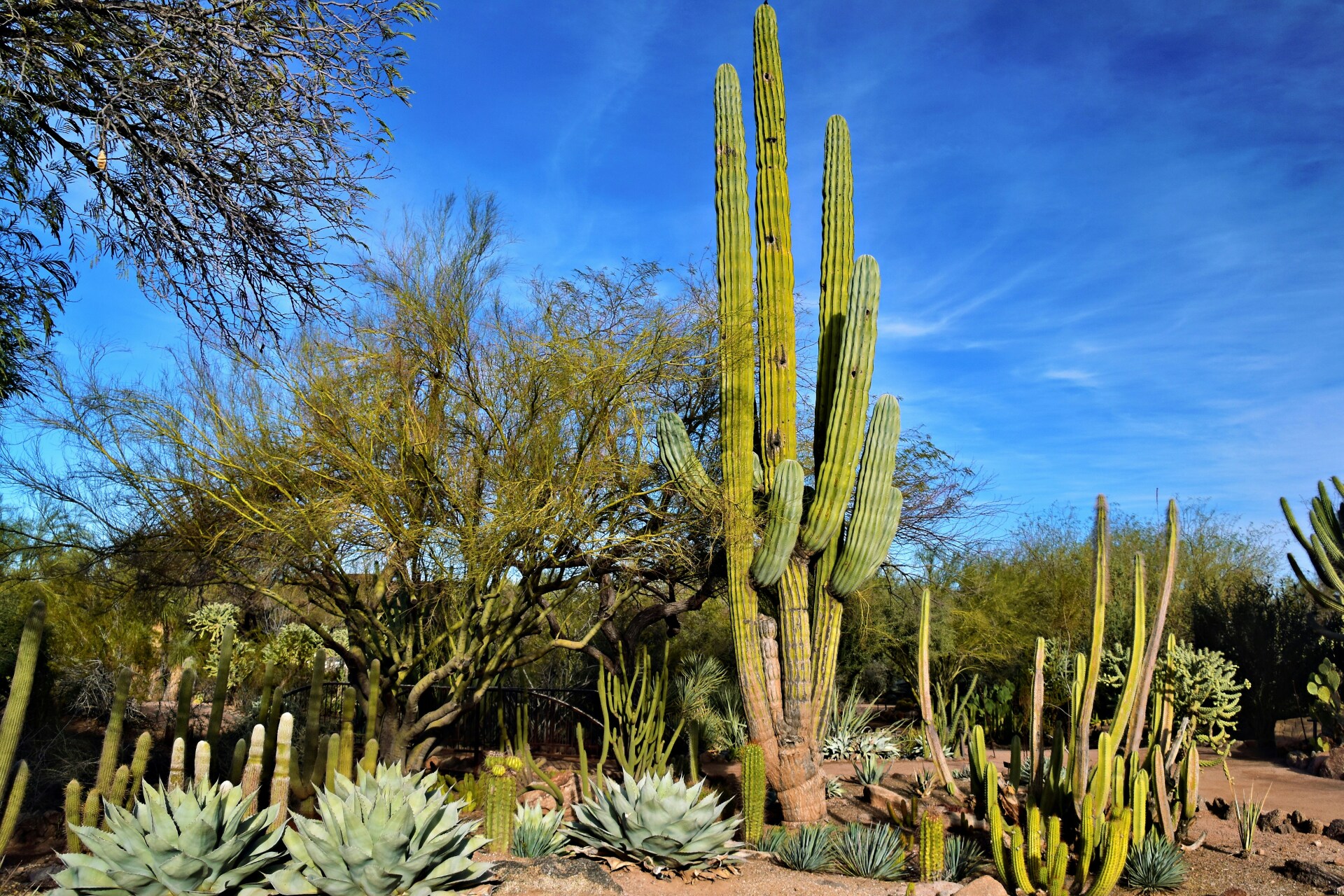 Desert Botanical Garden