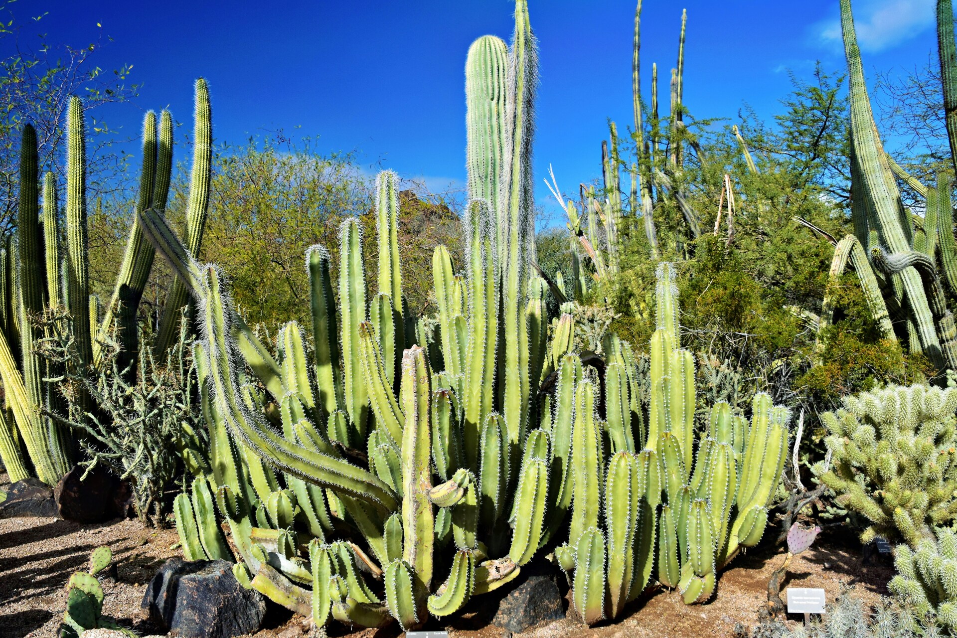 Desert Botanical Garden