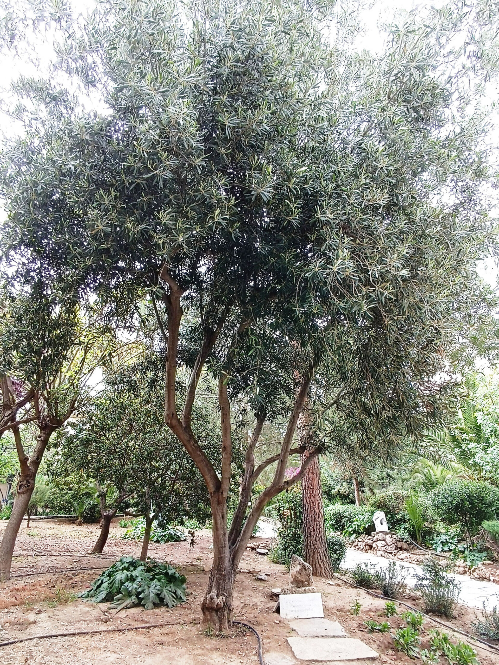 Η ελιά που φύτεψε το 1998 ο Πρίγκηπας Κάρολος κοντά στο κτίριο «Hostel»