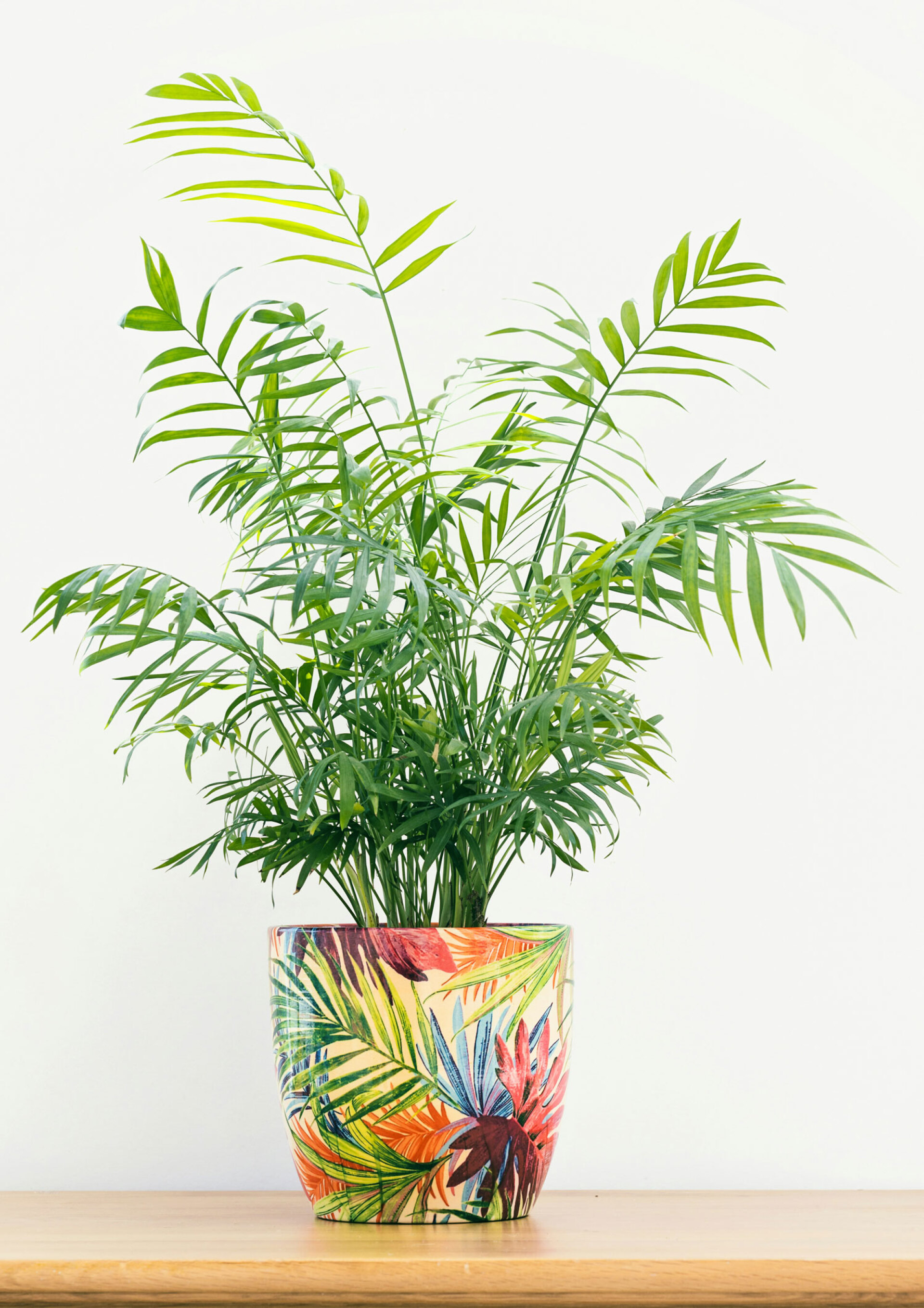 Χαμαιδωρέα