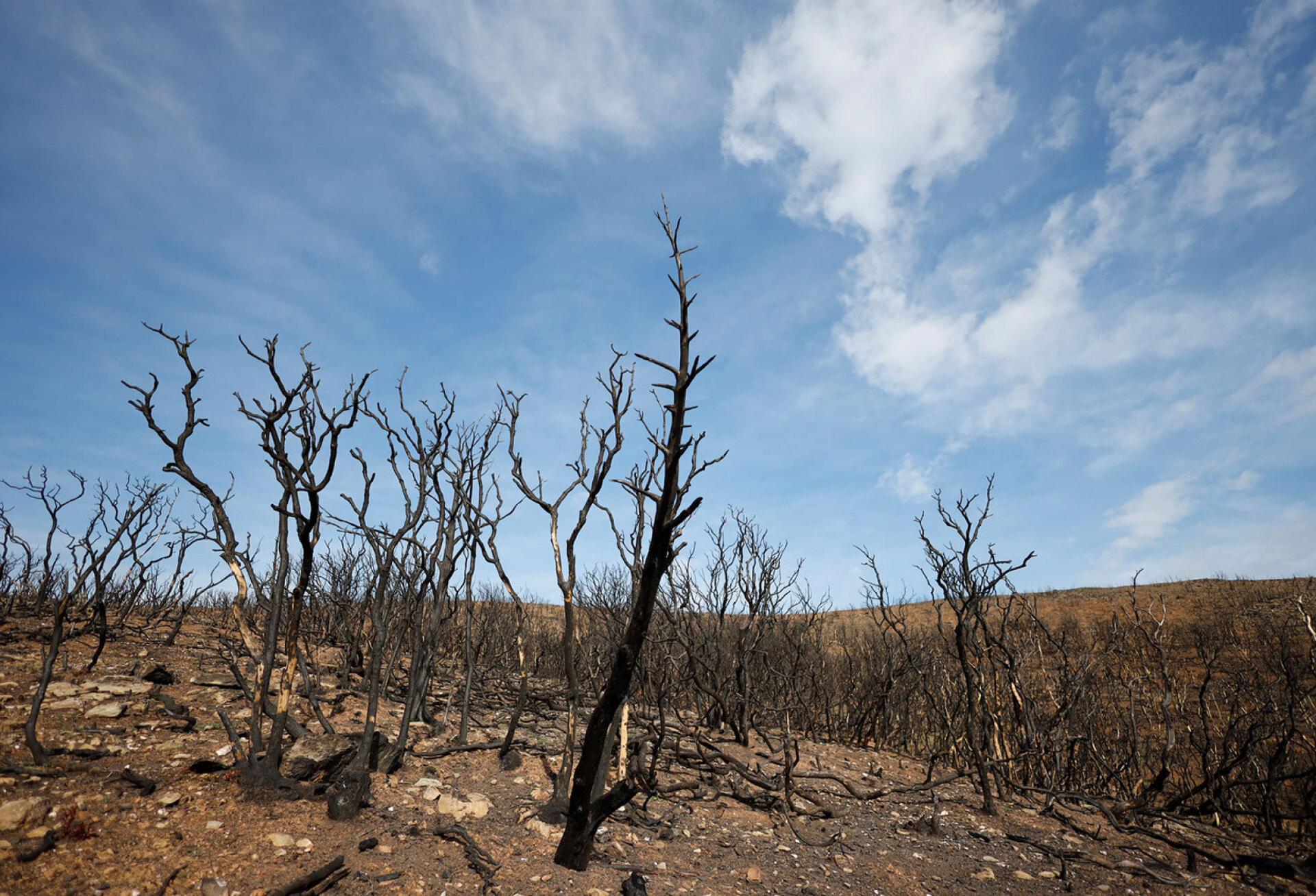 Νίκος Βενετόπουλος