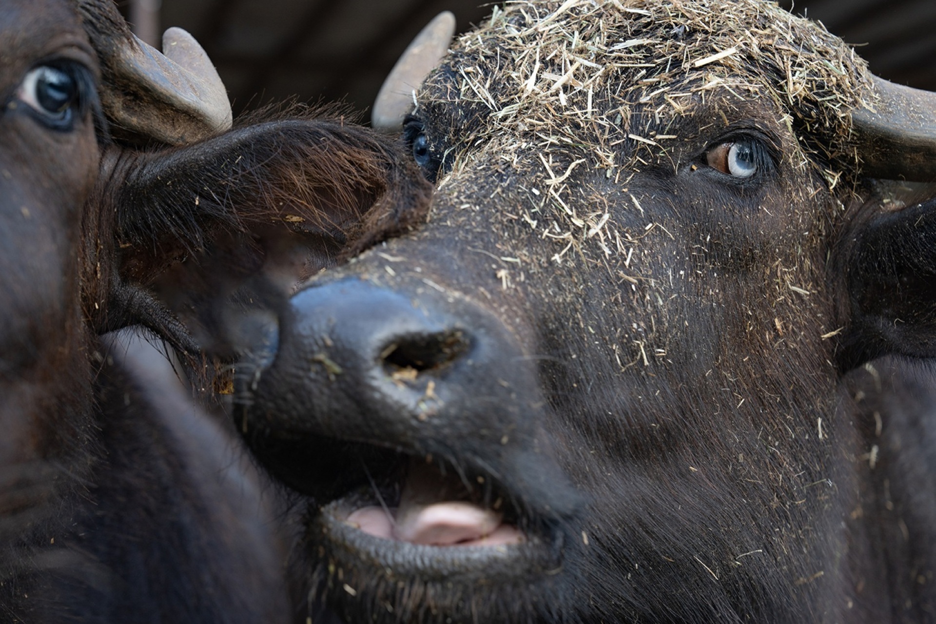 Φωτογραφικό πρότζεκτ «Η Λίμνη» της Υπατίας Κορνάρου