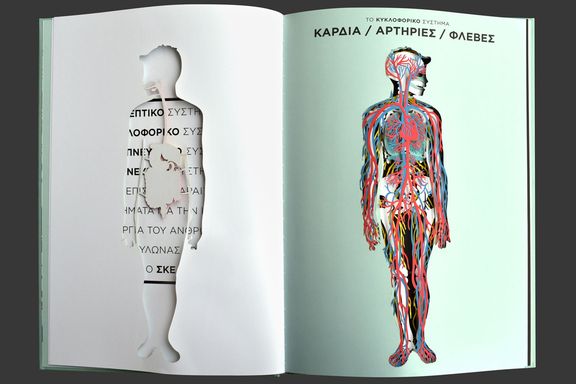 Ελέν Ντρουβέρτ | Ανατομία