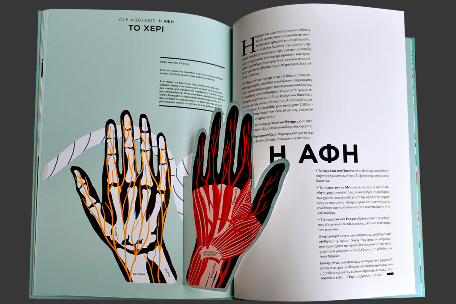 Ελέν Ντρουβέρτ | Ανατομία