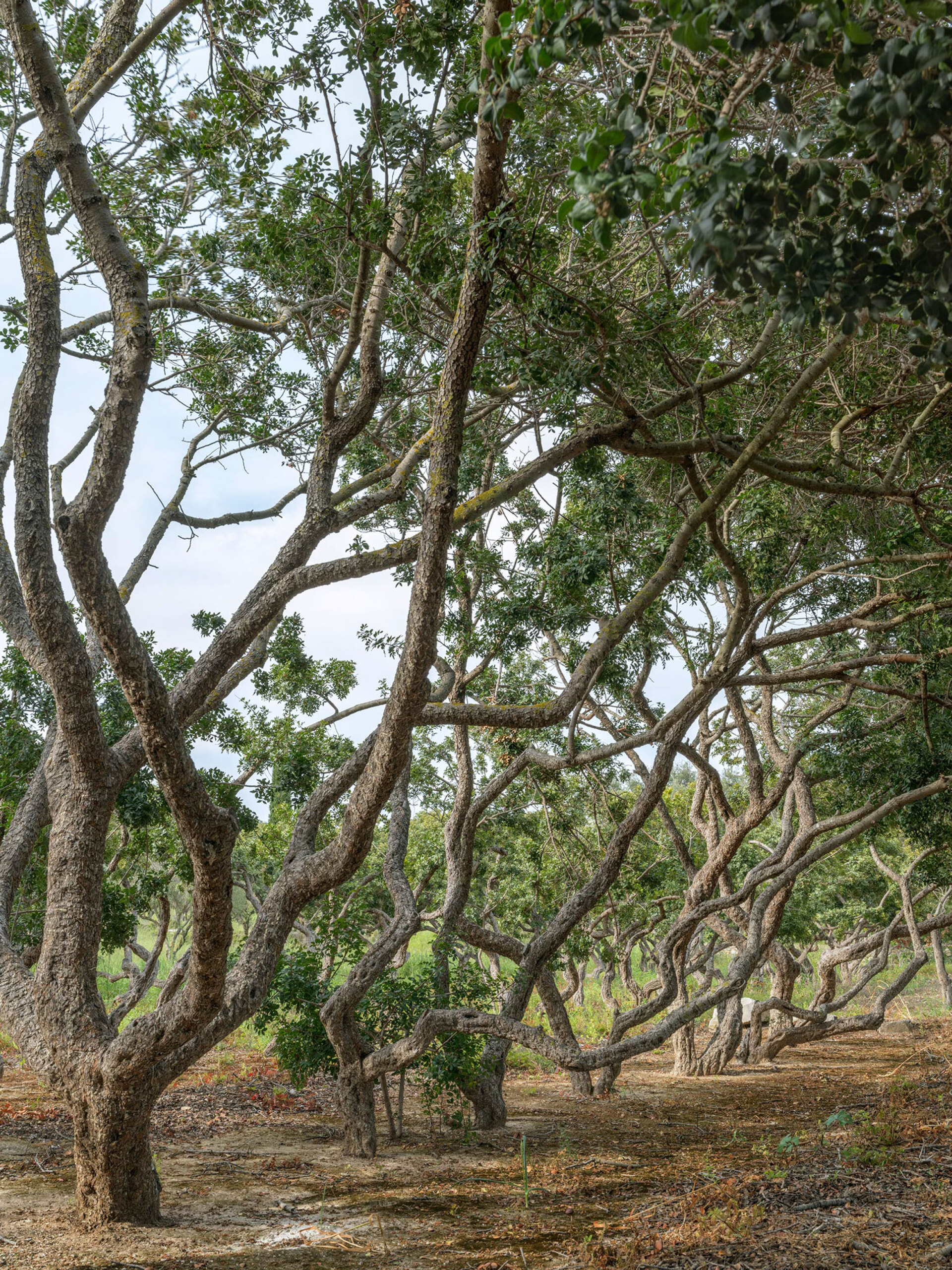Γιώργης Γερόλυμπος | Μαστιχοχώρι, Καλαμωτή της Χίου