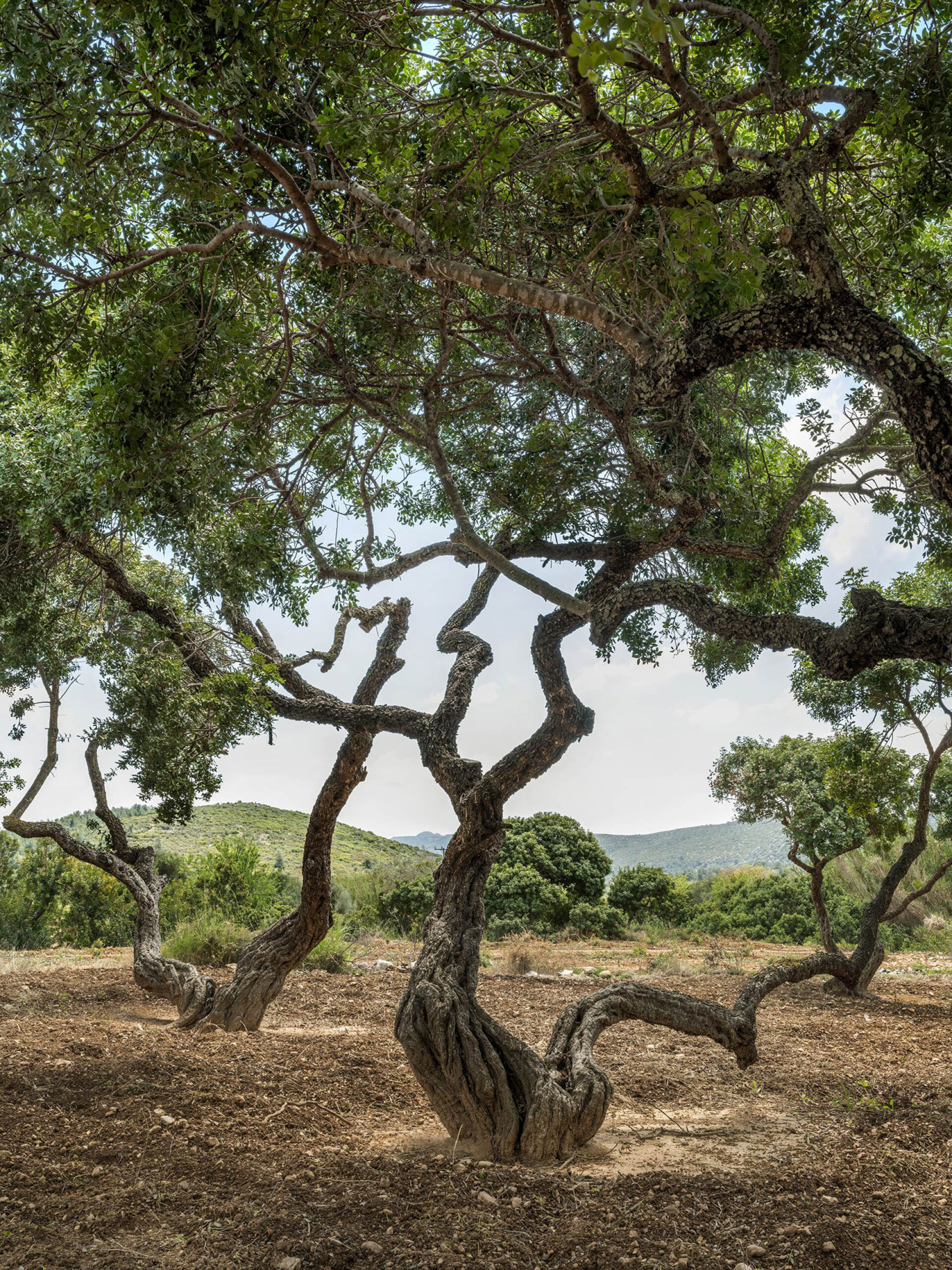 Γιώργης Γερόλυμπος | Μαστιχοχώρι, Καλαμωτή της Χίου