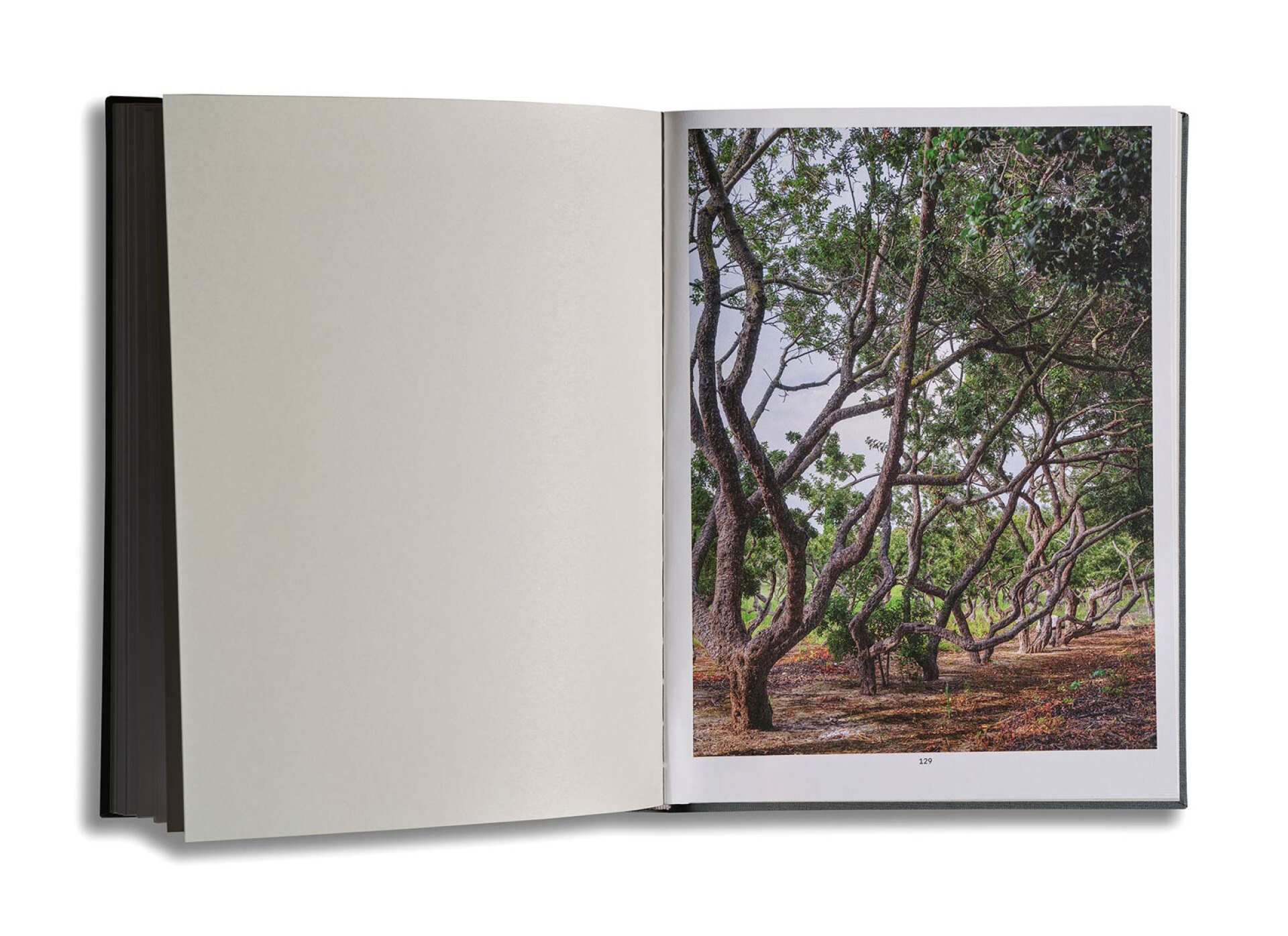  Γιώργης Γερόλυμπος | Καλαμωτή της Χίου