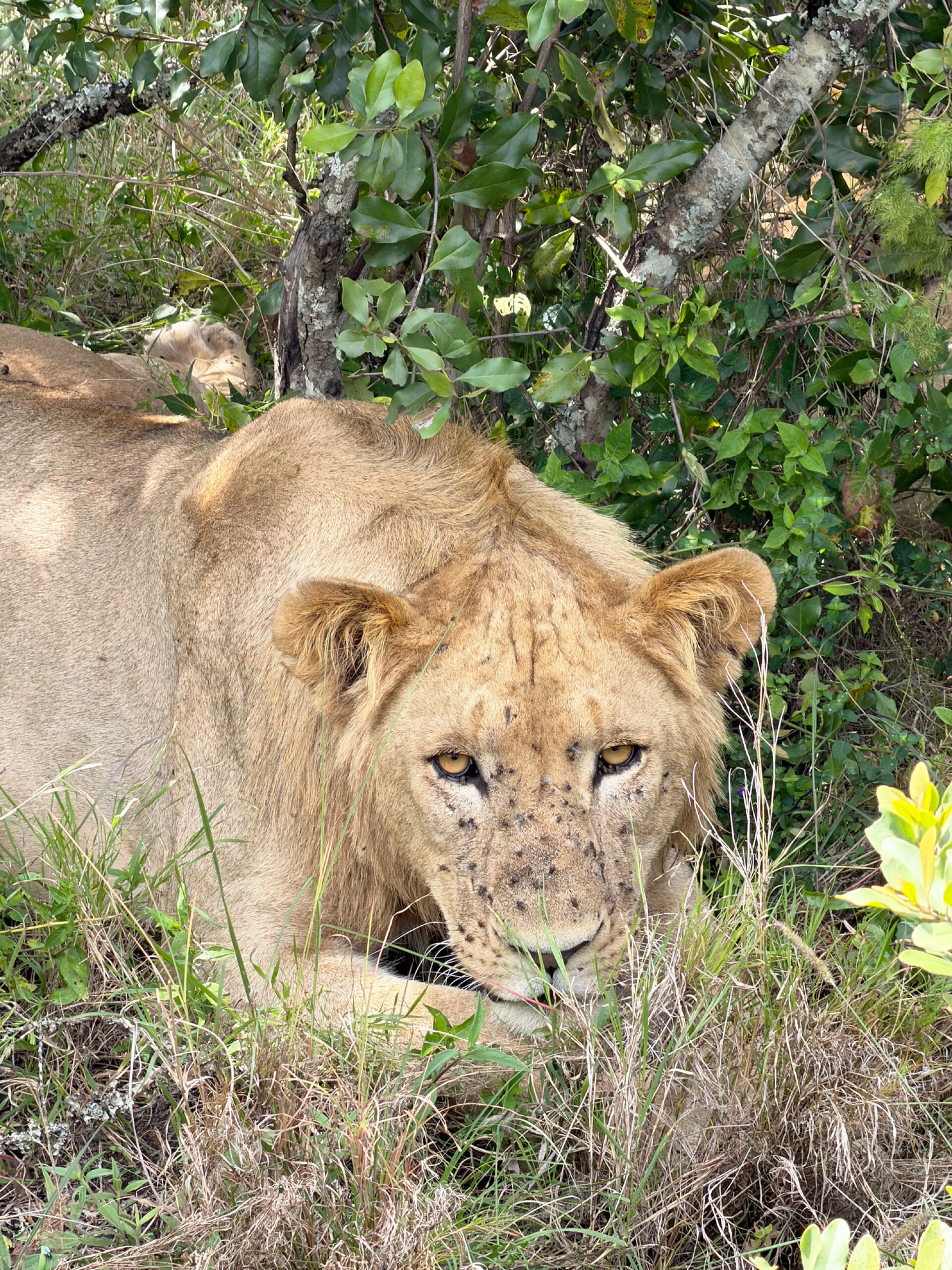 Λέαινες και λιοντάρια στο Ολ Πεχέτα