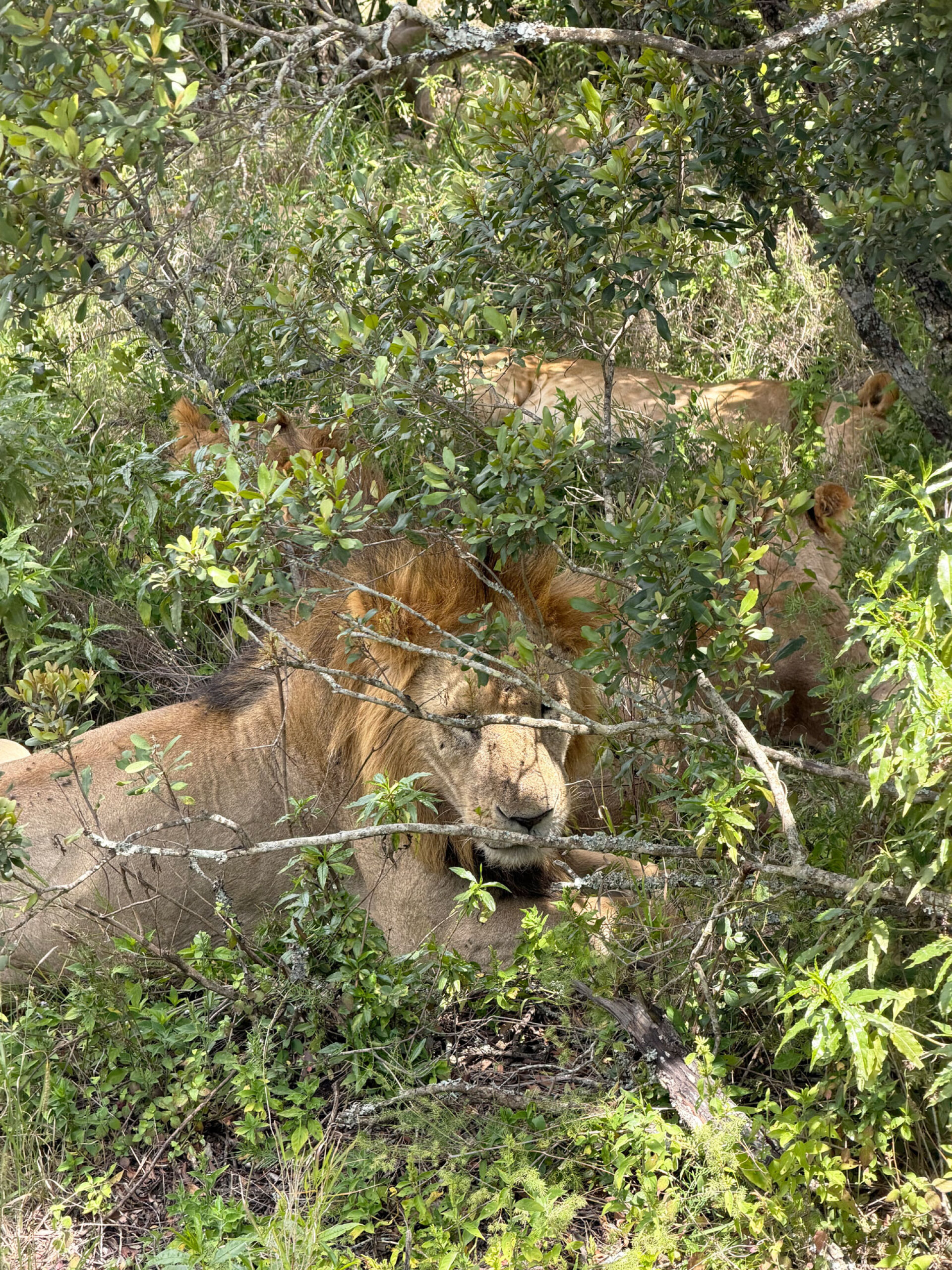 Λέαινες και λιοντάρια στο Ολ Πεχέτα