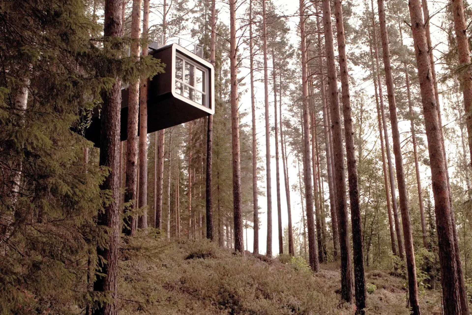 Σουηδία | Τree Hotel