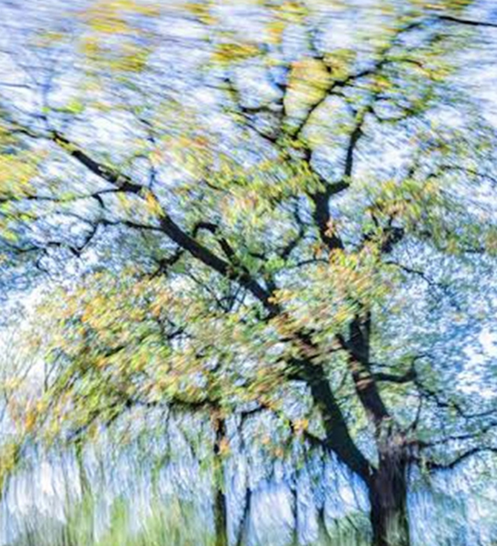 Τάσος Βρεττός, «?Trees Dance!» 