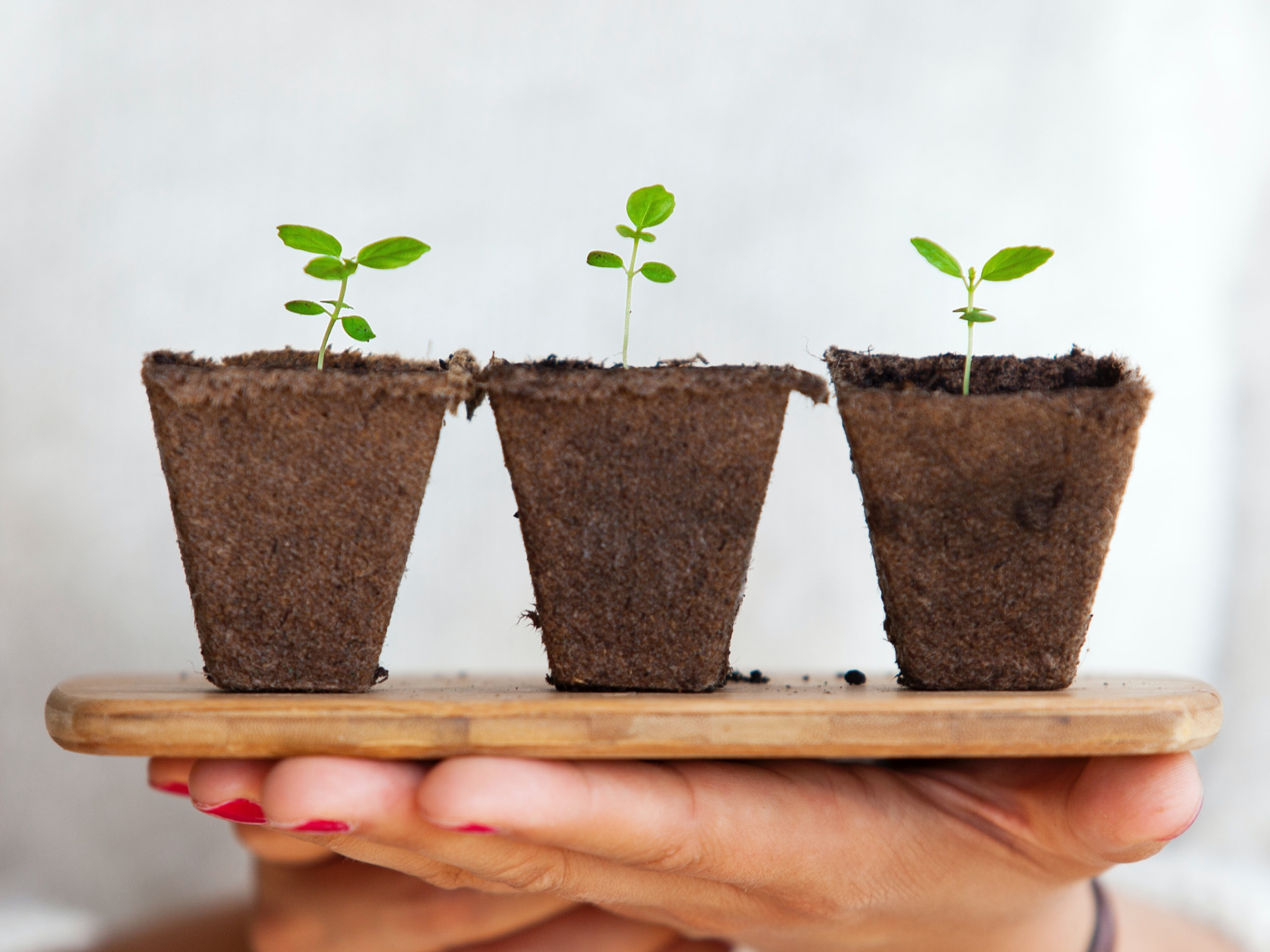 γλαστράκια με φυτά
