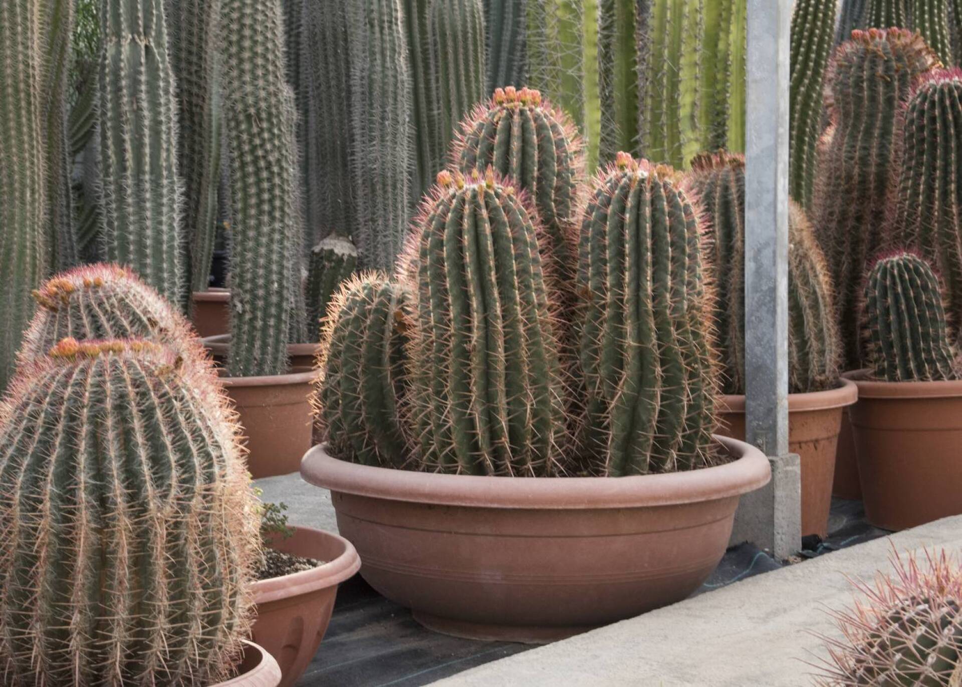 Φυτώριο κάκτων