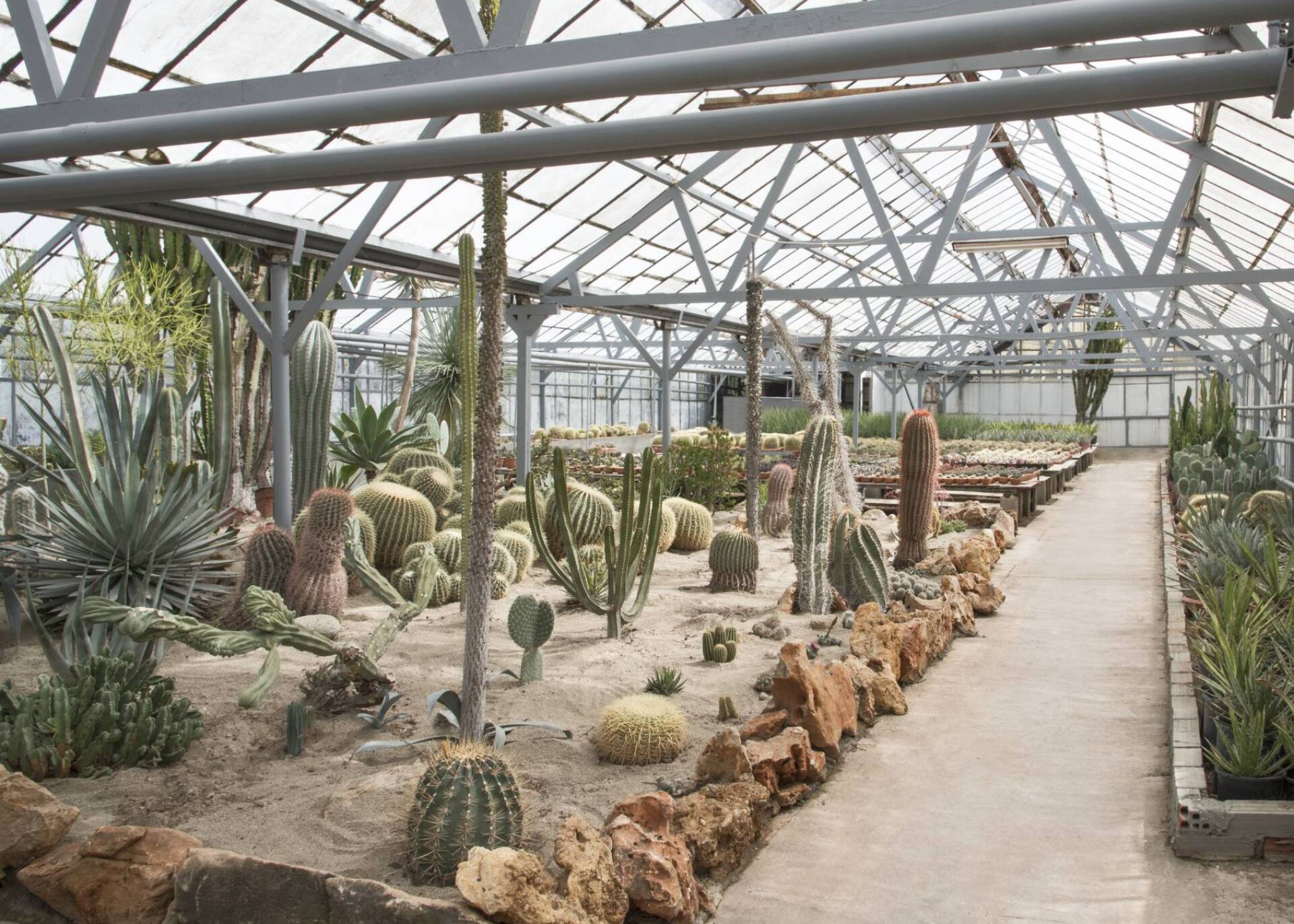 Φυτώριο κάκτων