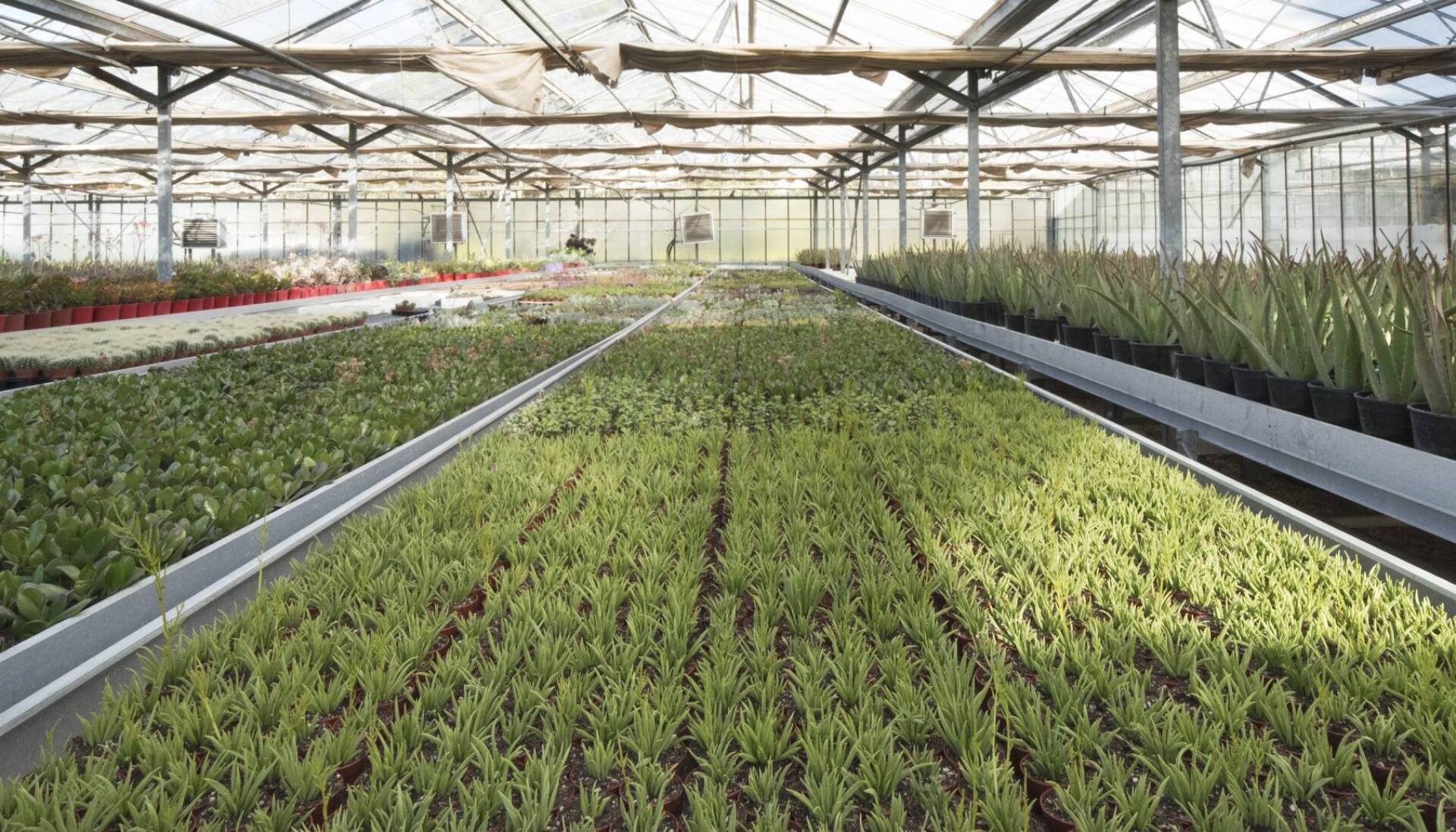 Φυτώριο κάκτων