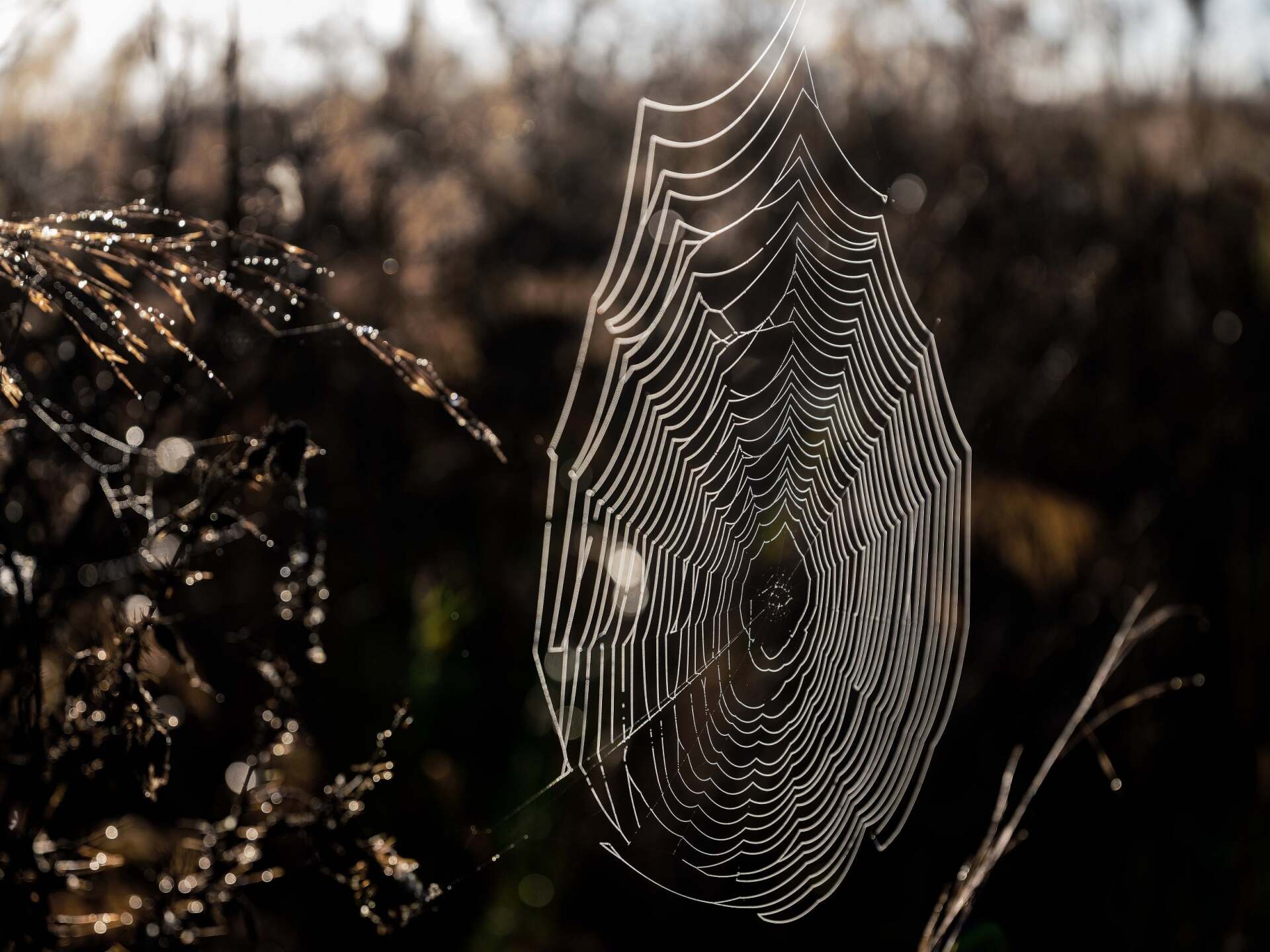 Ιστός αράχνης