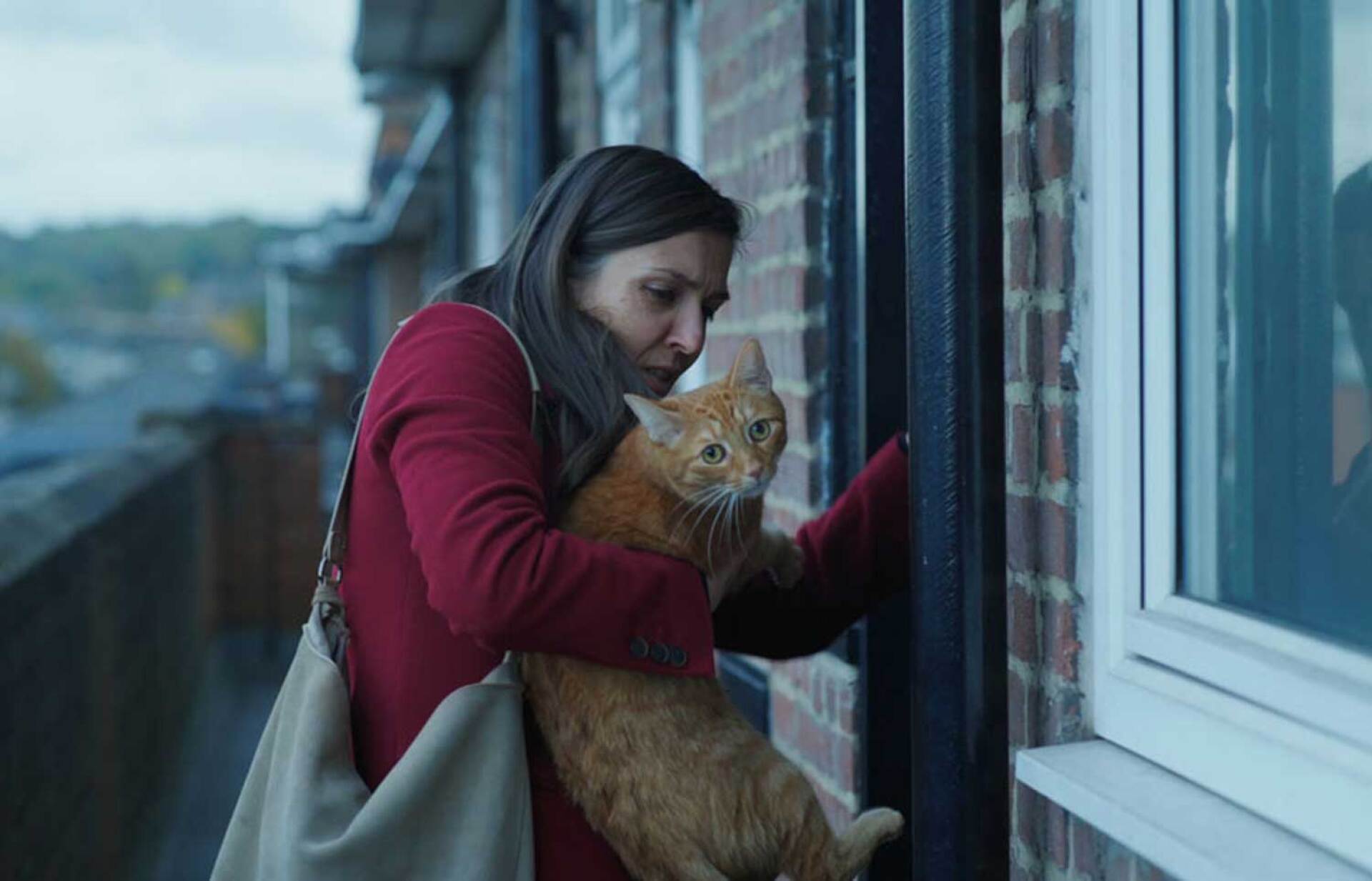 60ό Φεστιβάλ Θεσσαλονίκης / «Meet the Neighbors» / «Cat in the wall»