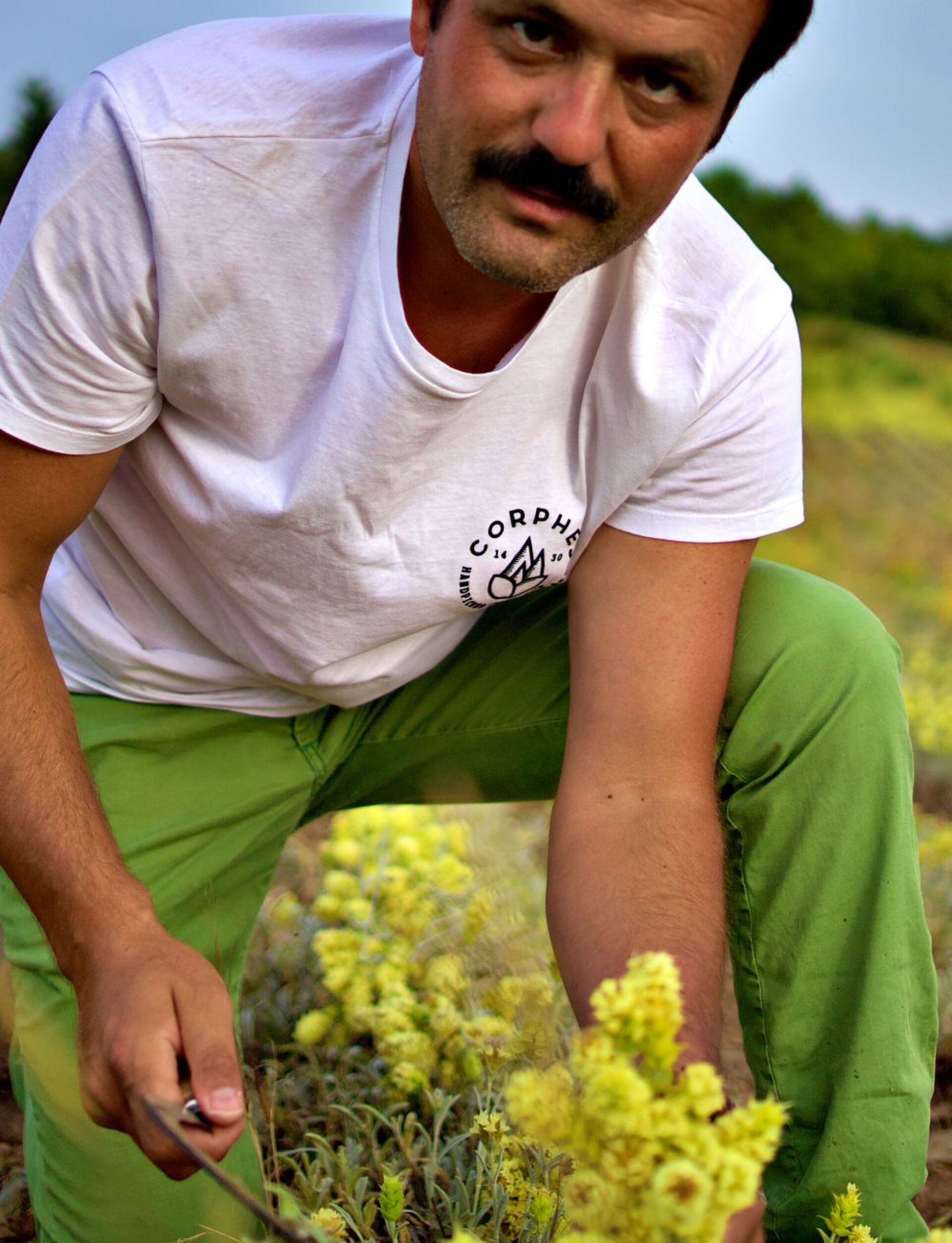 Παραγωγός τσαγιού