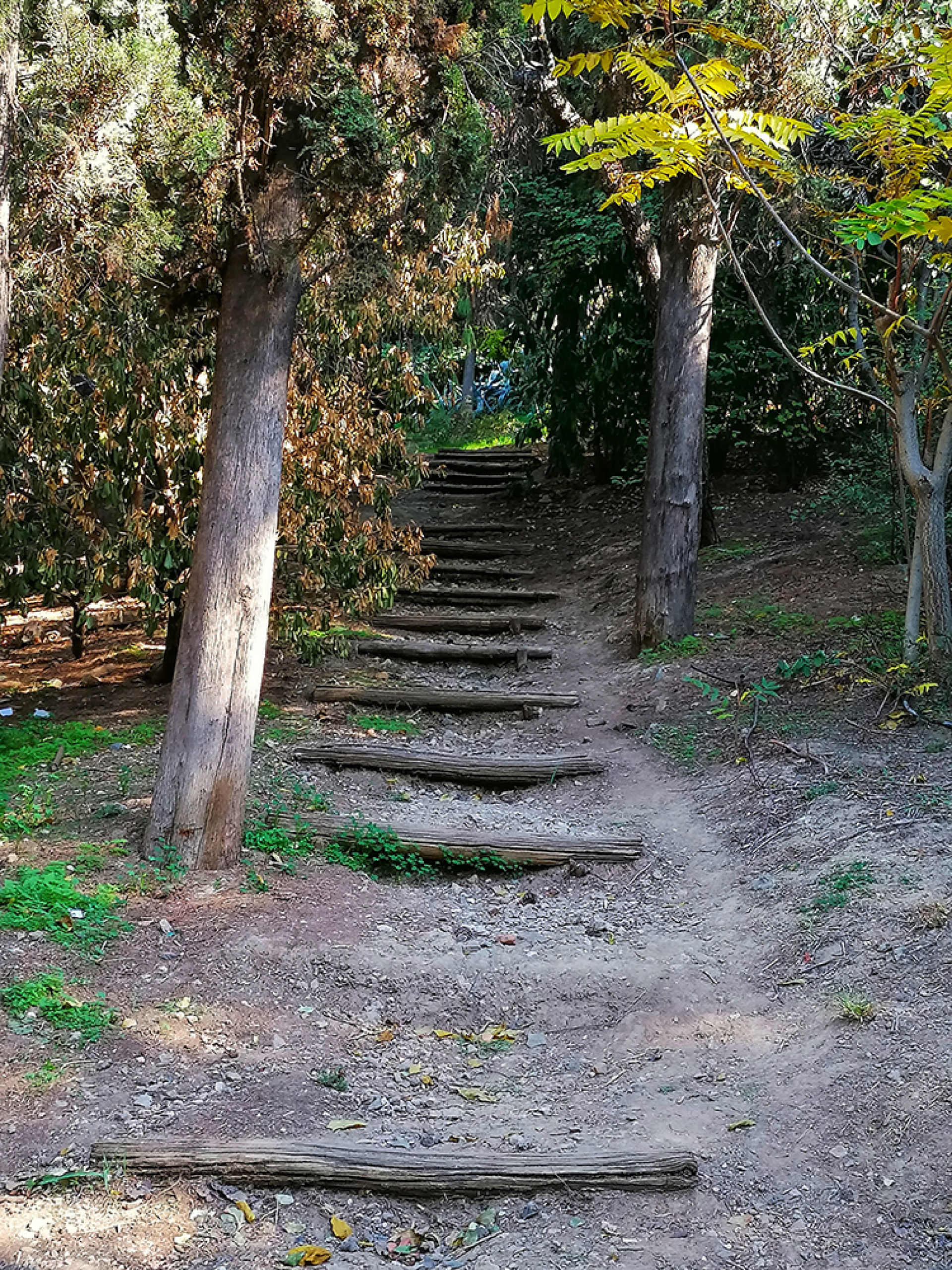 Αλσος Ιλισίων