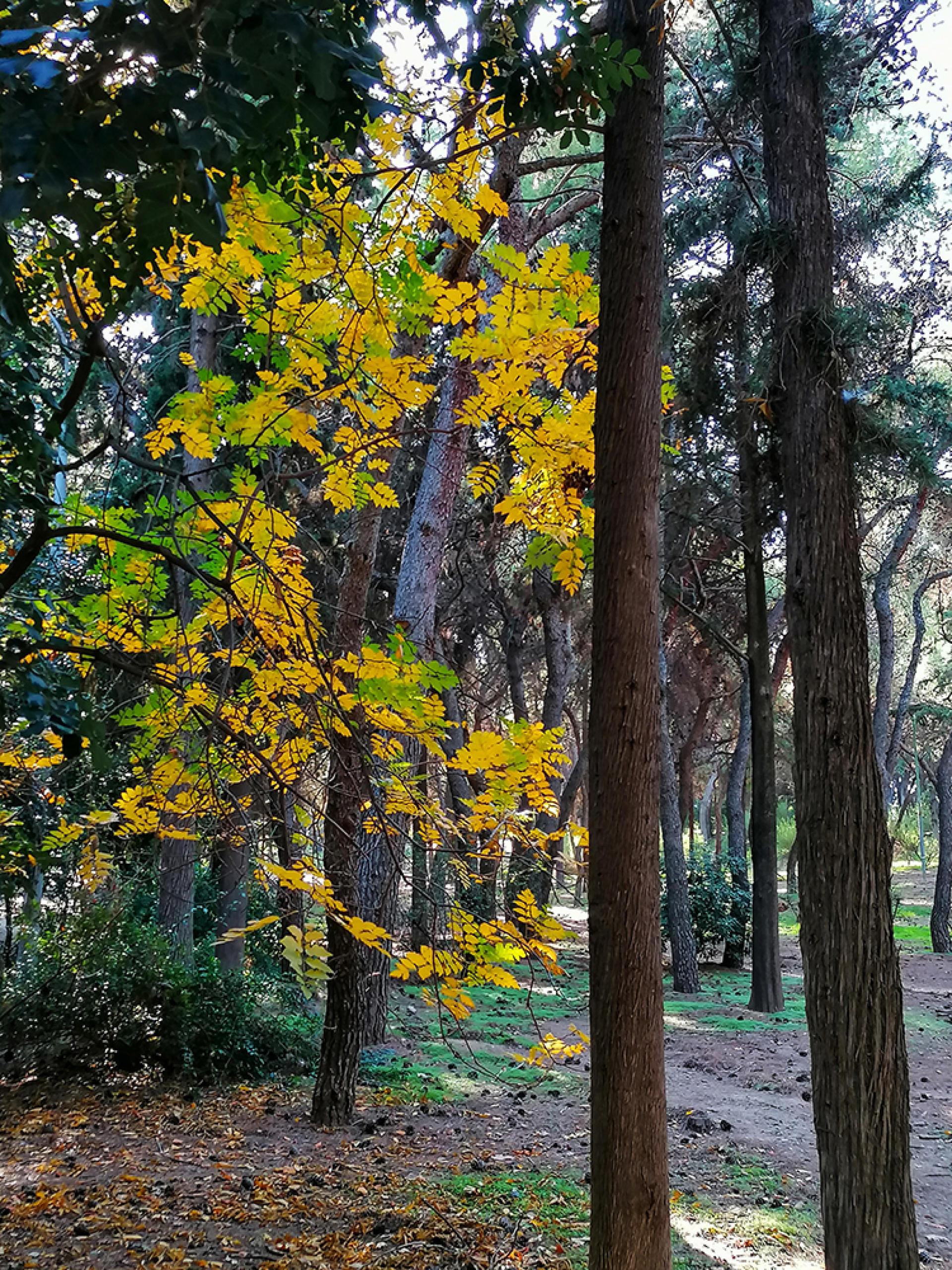 Άλσος Ιλισίων