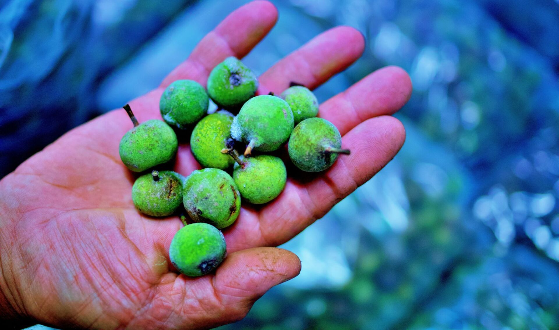 Άγρια αχλάδια από το βουνό
