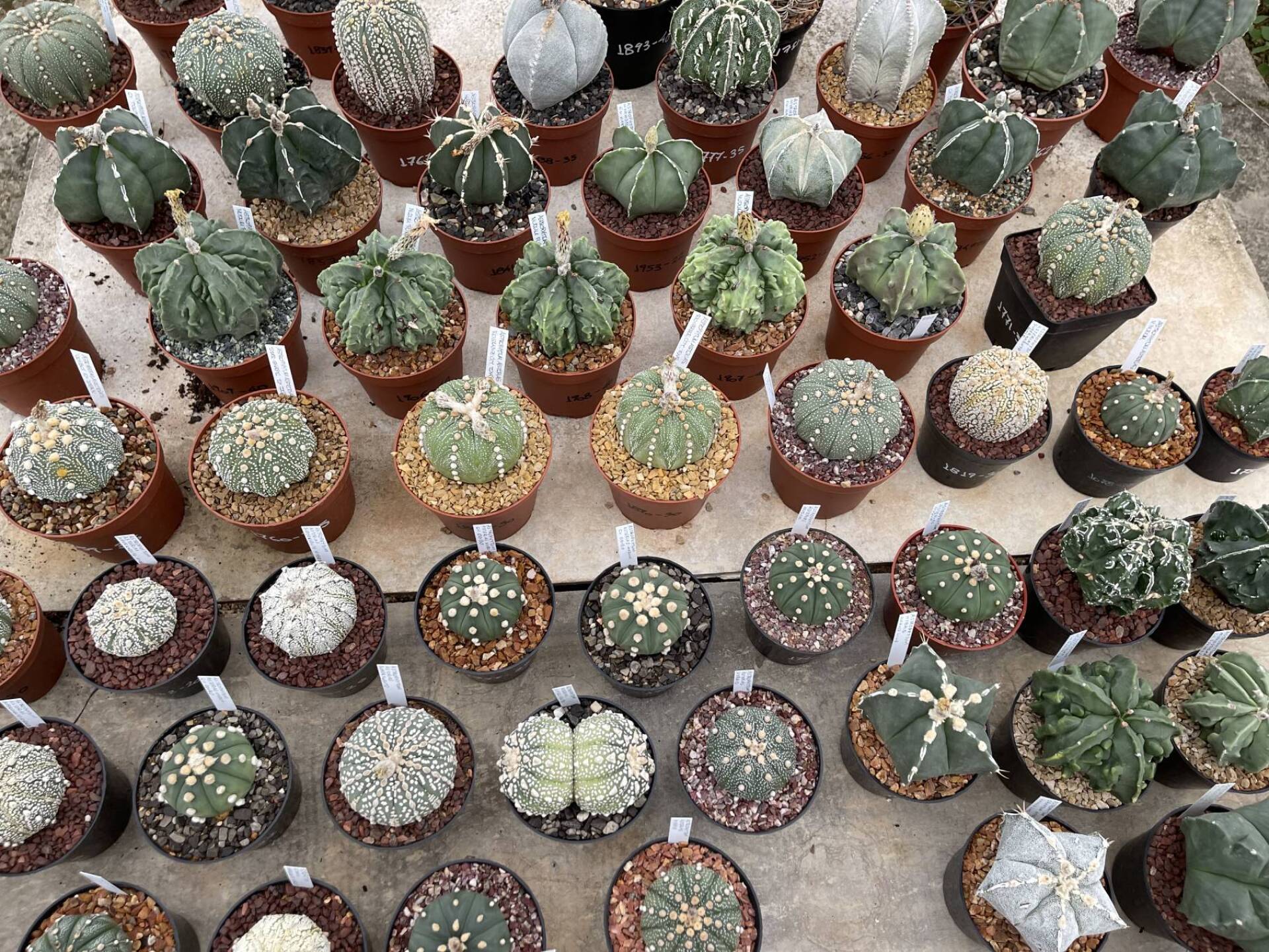 Φυτώριο κάκτων