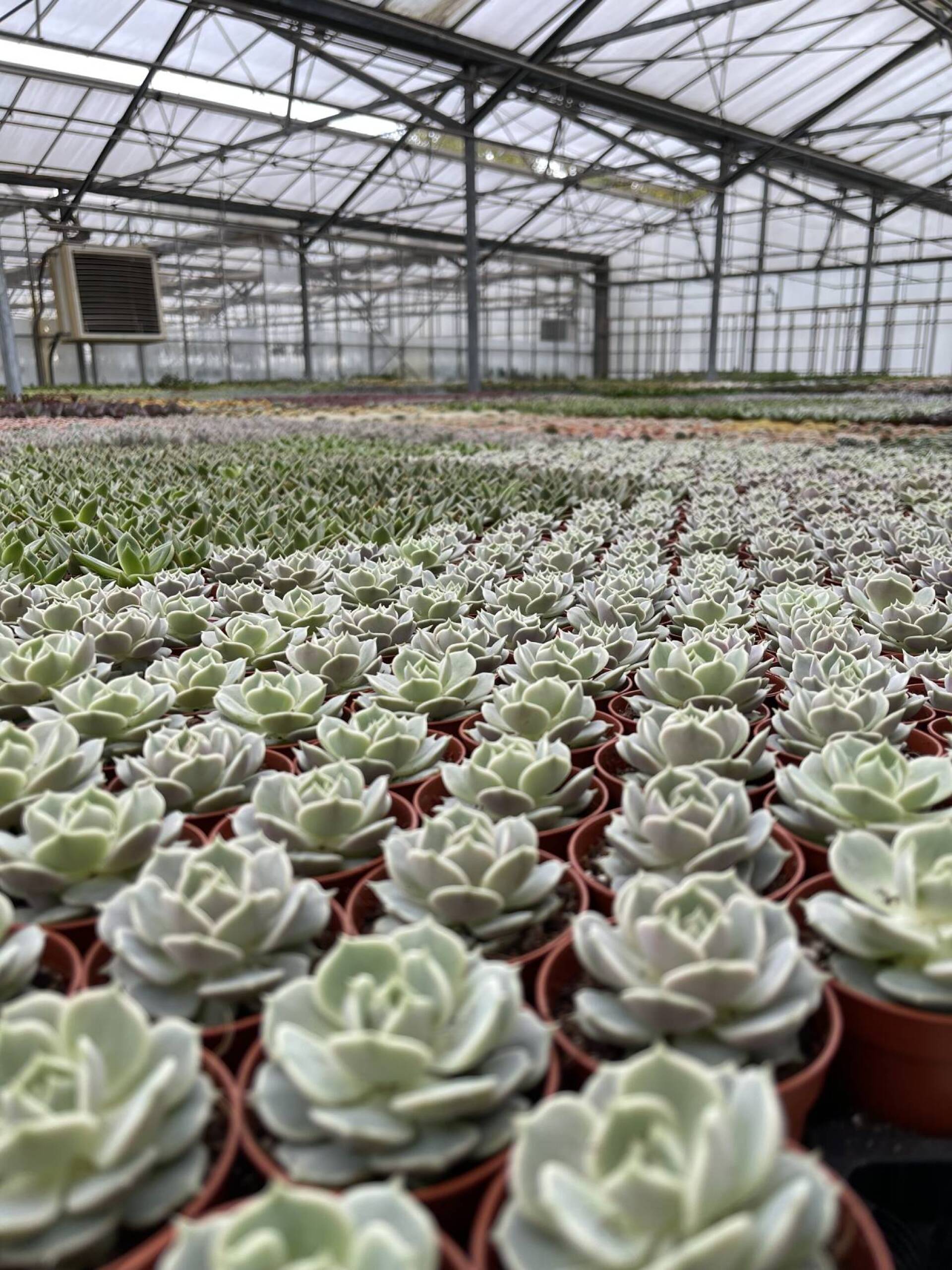 Φυτώριο κάκτων