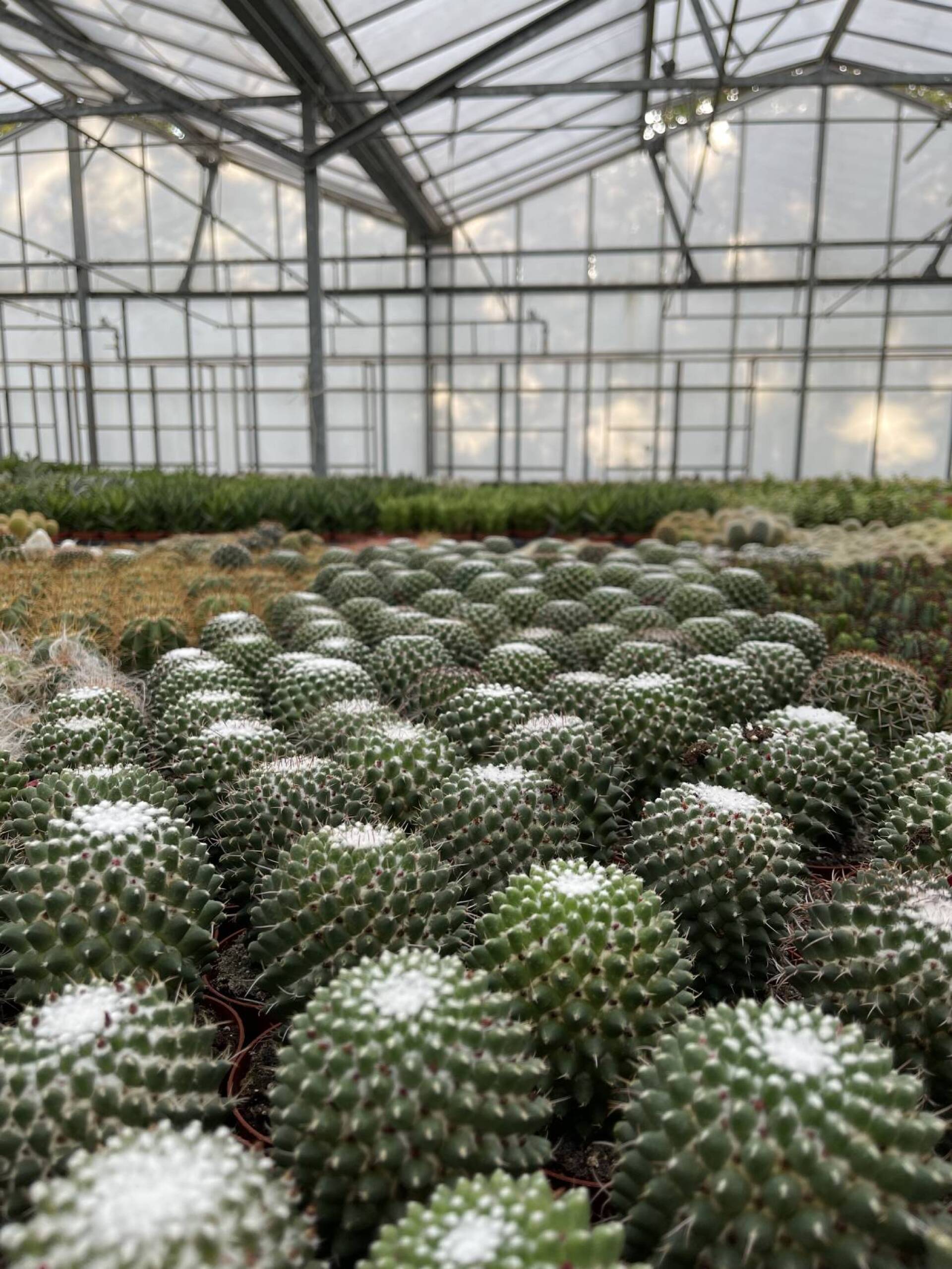 Φυτώριο κάκτων